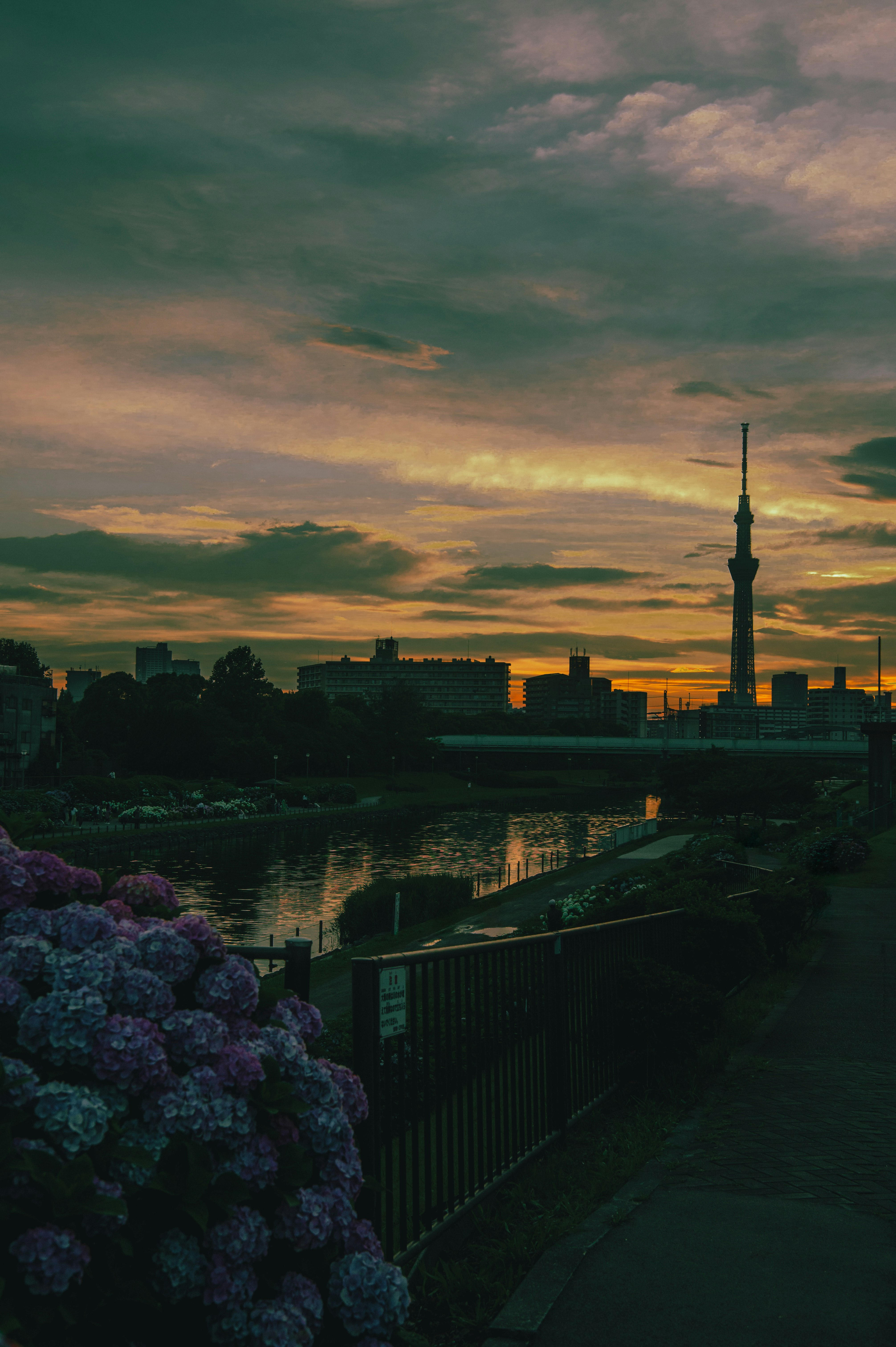 夕焼け空と川沿いの紫陽花、遠景の塔