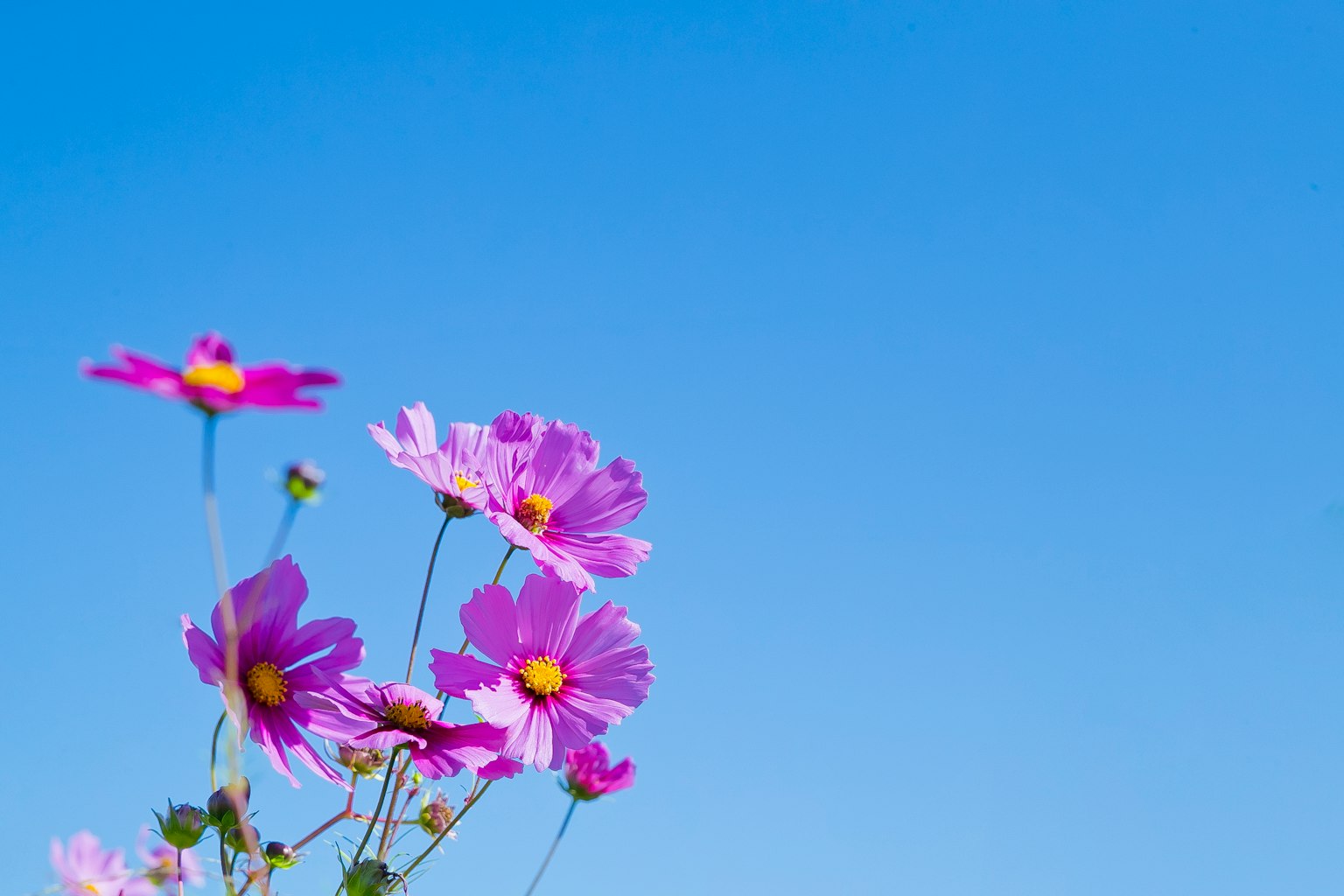 Primo piano di fiori rosa contro un cielo blu