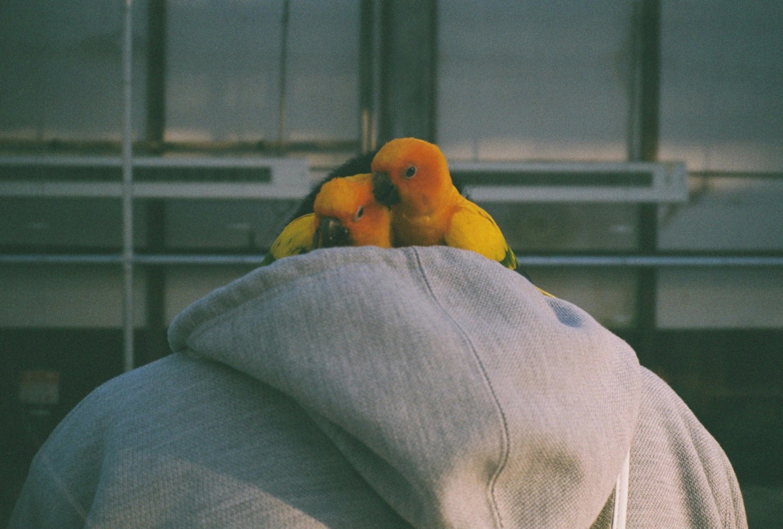 Two colorful parrots perched on the back of a gray hoodie