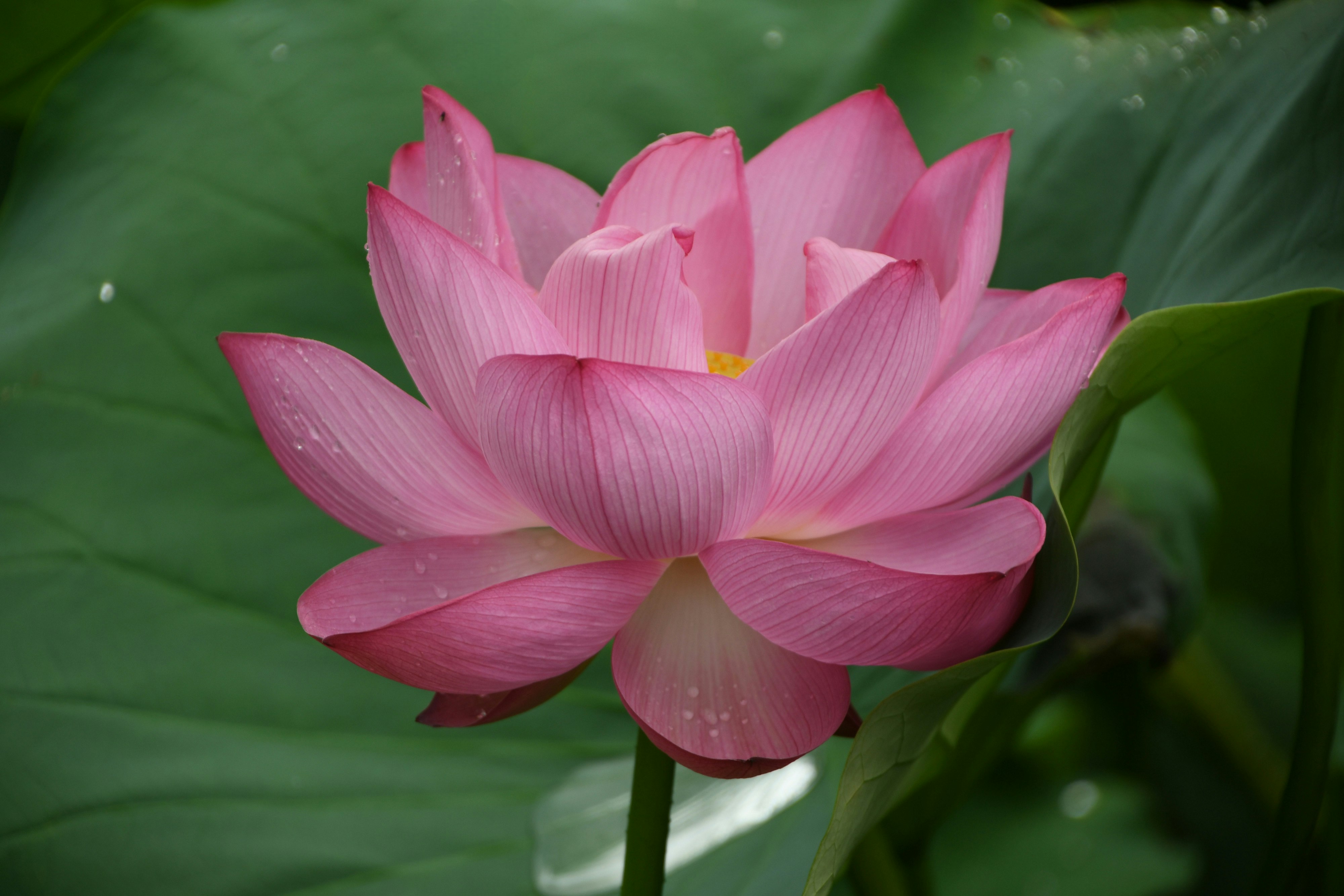ピンクの蓮の花と緑の葉のクローズアップ