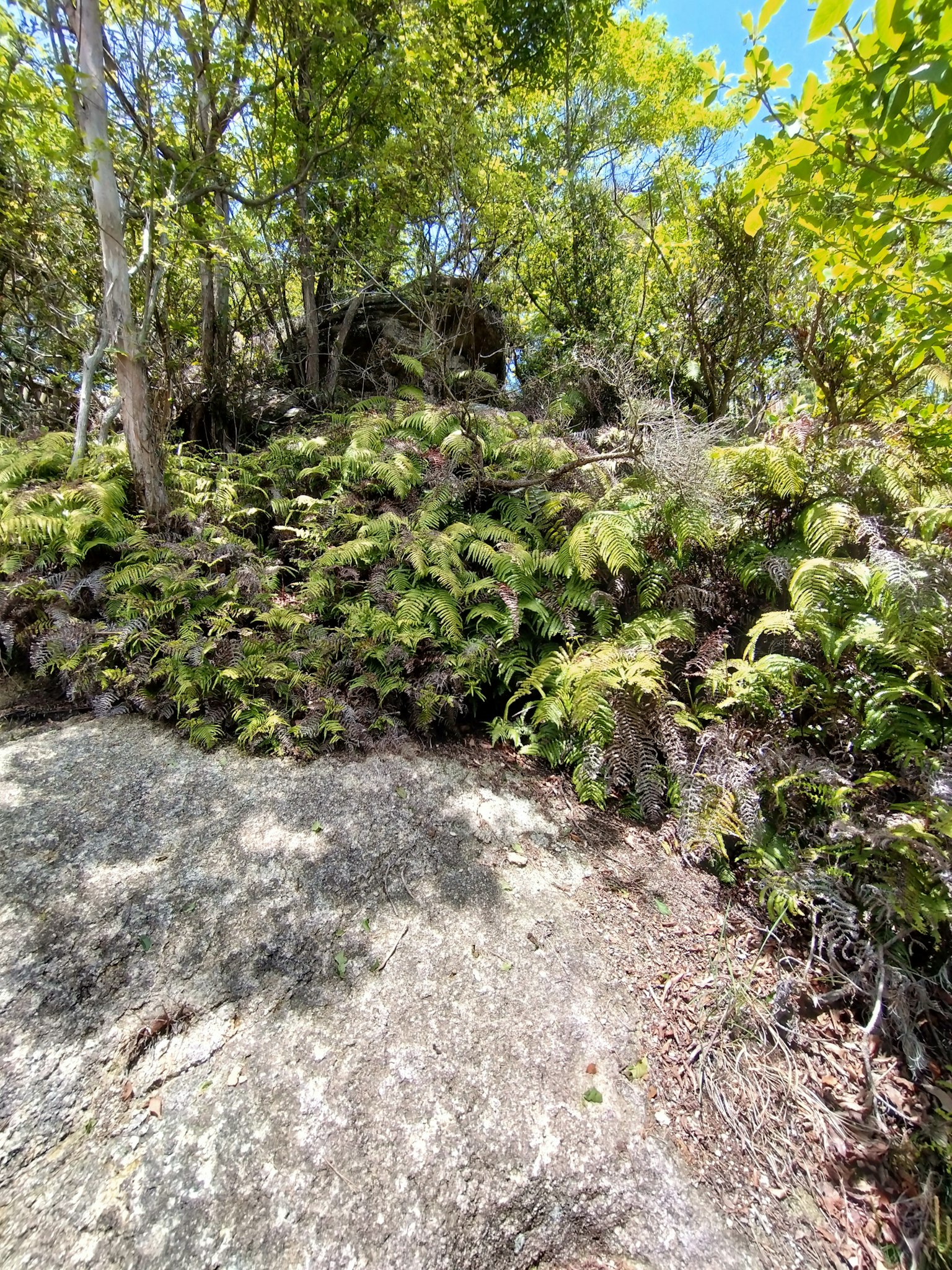 郁郁蔥蔥的森林場景，岩石和蕨類植物在坡上