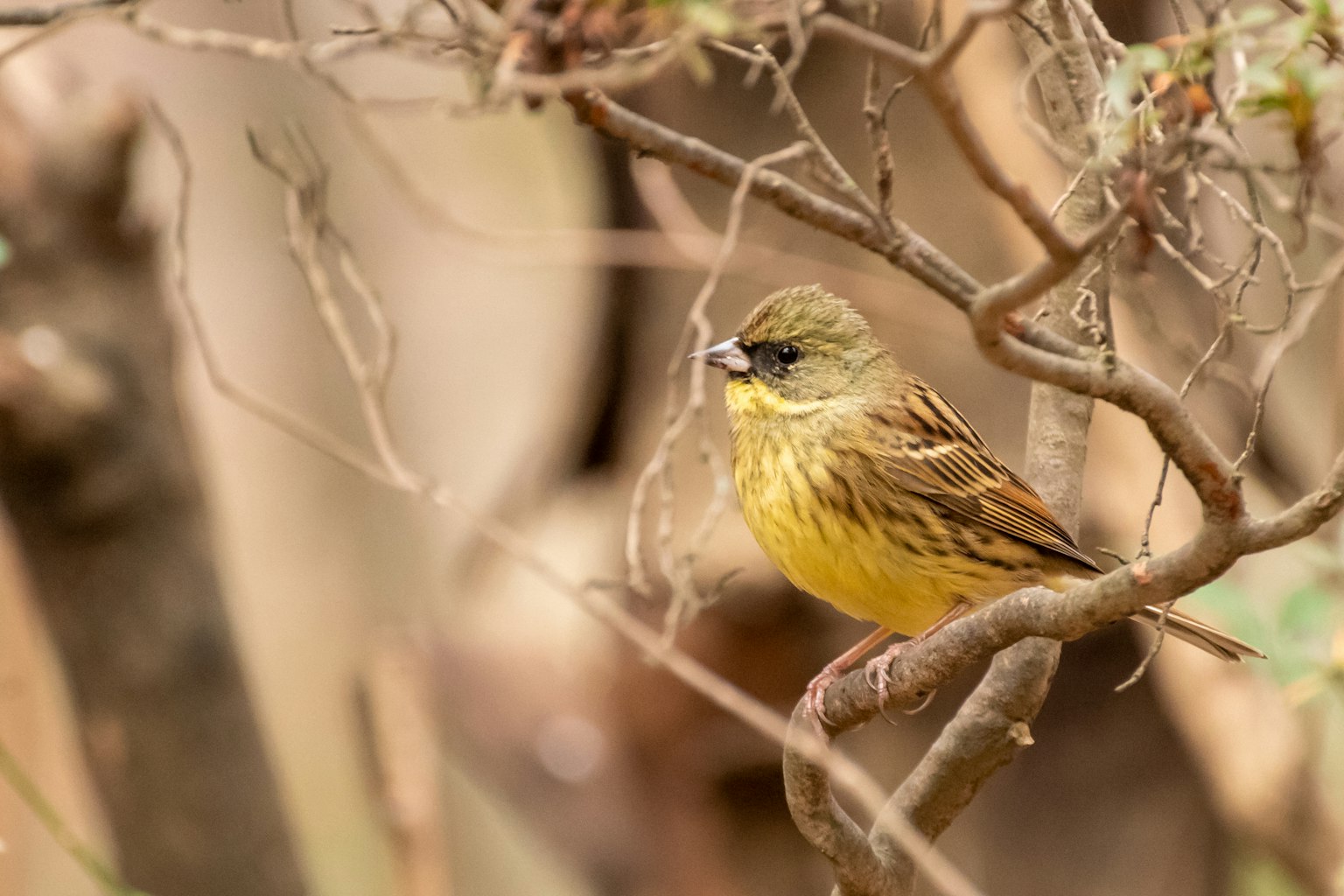A small yellow bird perched on a branch