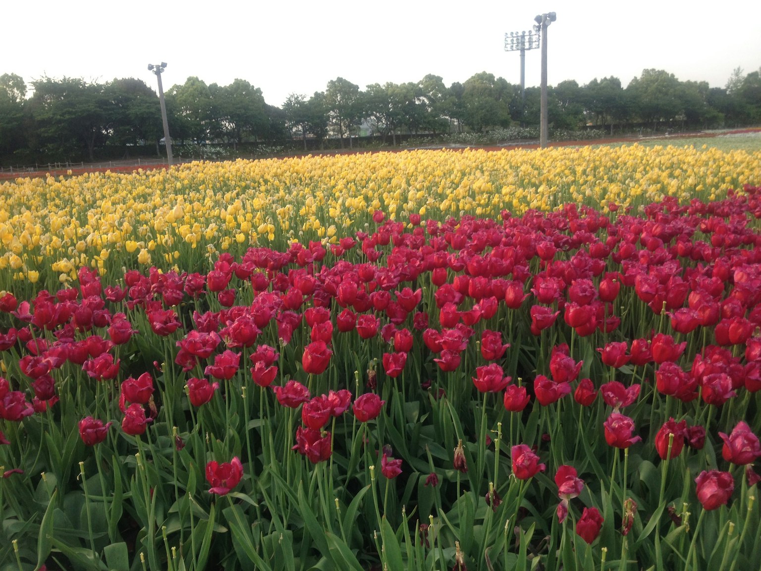 Un vibrante campo de tulipanes con flores rojas y amarillas en plena floración