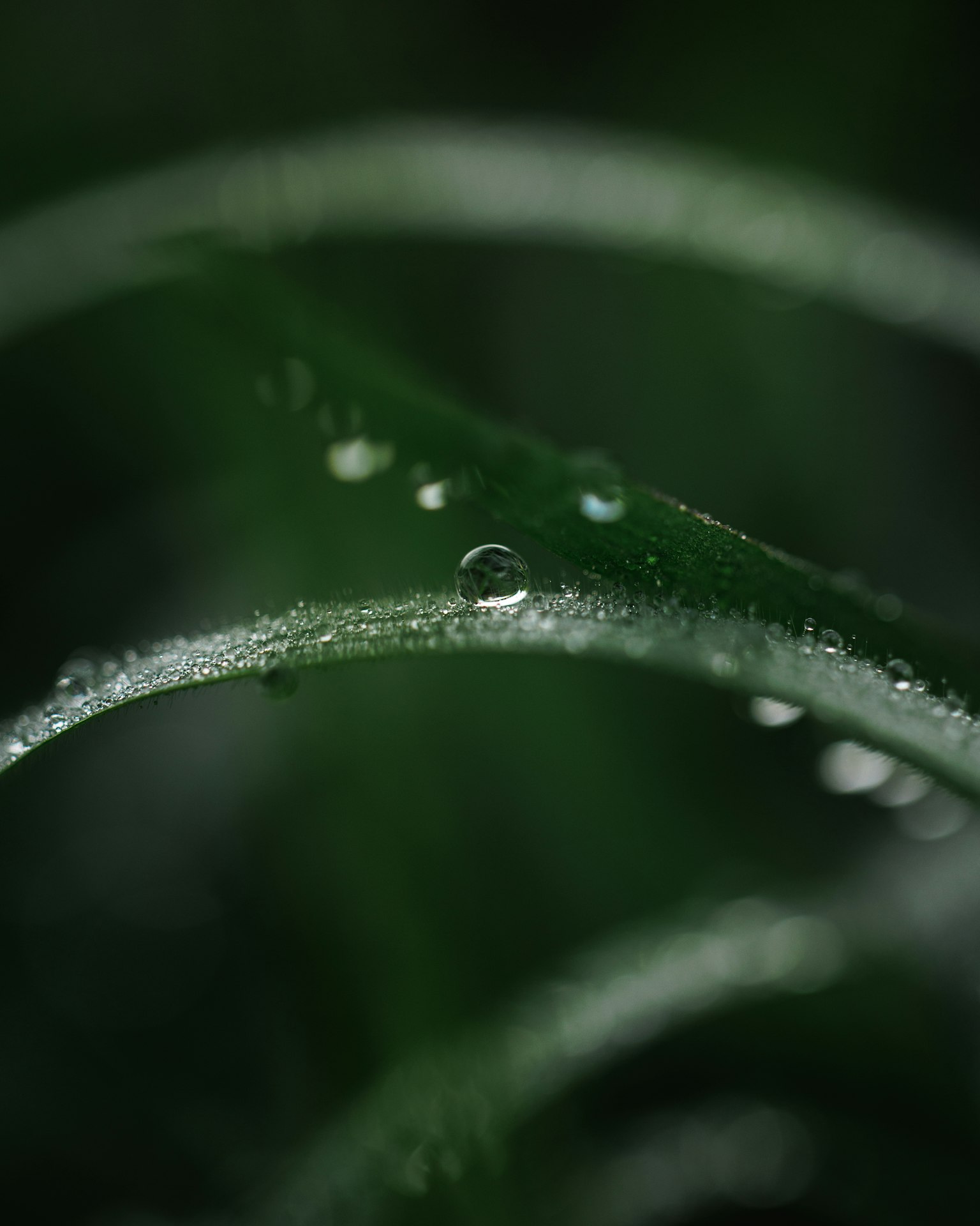 綠色葉片上的水滴特寫