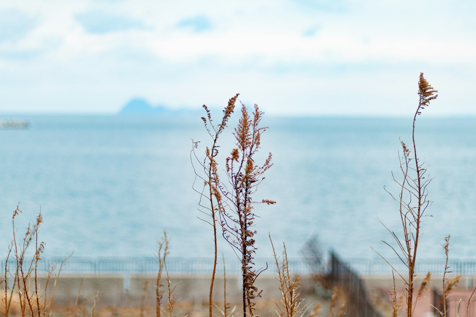 A tranquil view of the sea with dry grass in the foreground