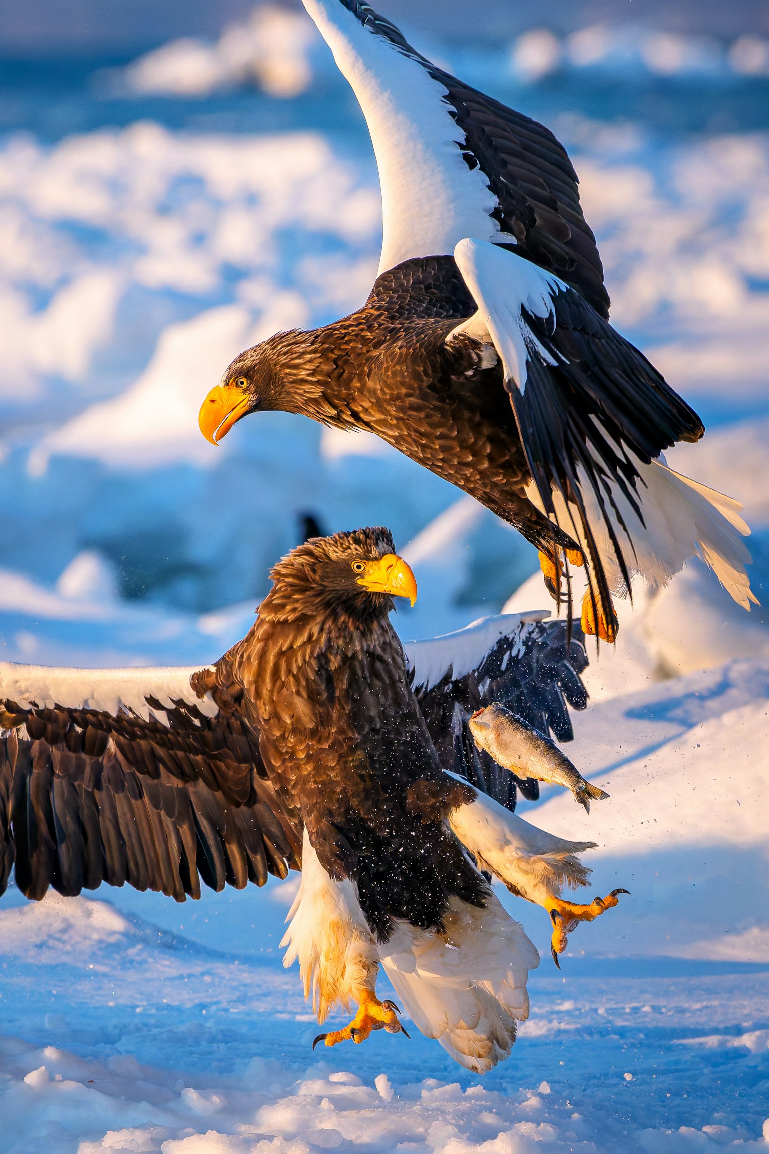 Zwei Stellersche Seeadler, die über eine verschneite Landschaft fliegen