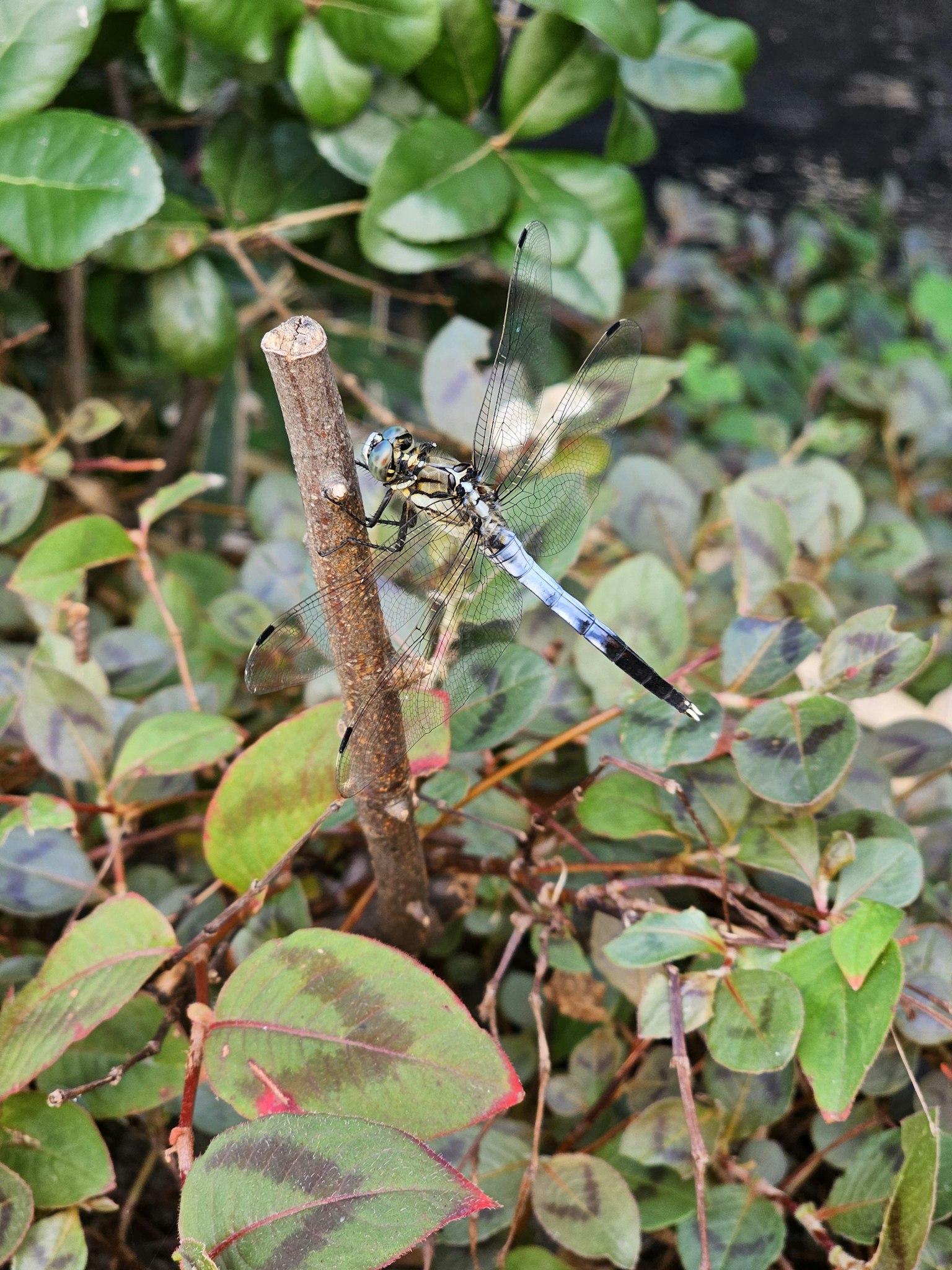 一隻藍色的蜻蜓停在花園中的綠葉上