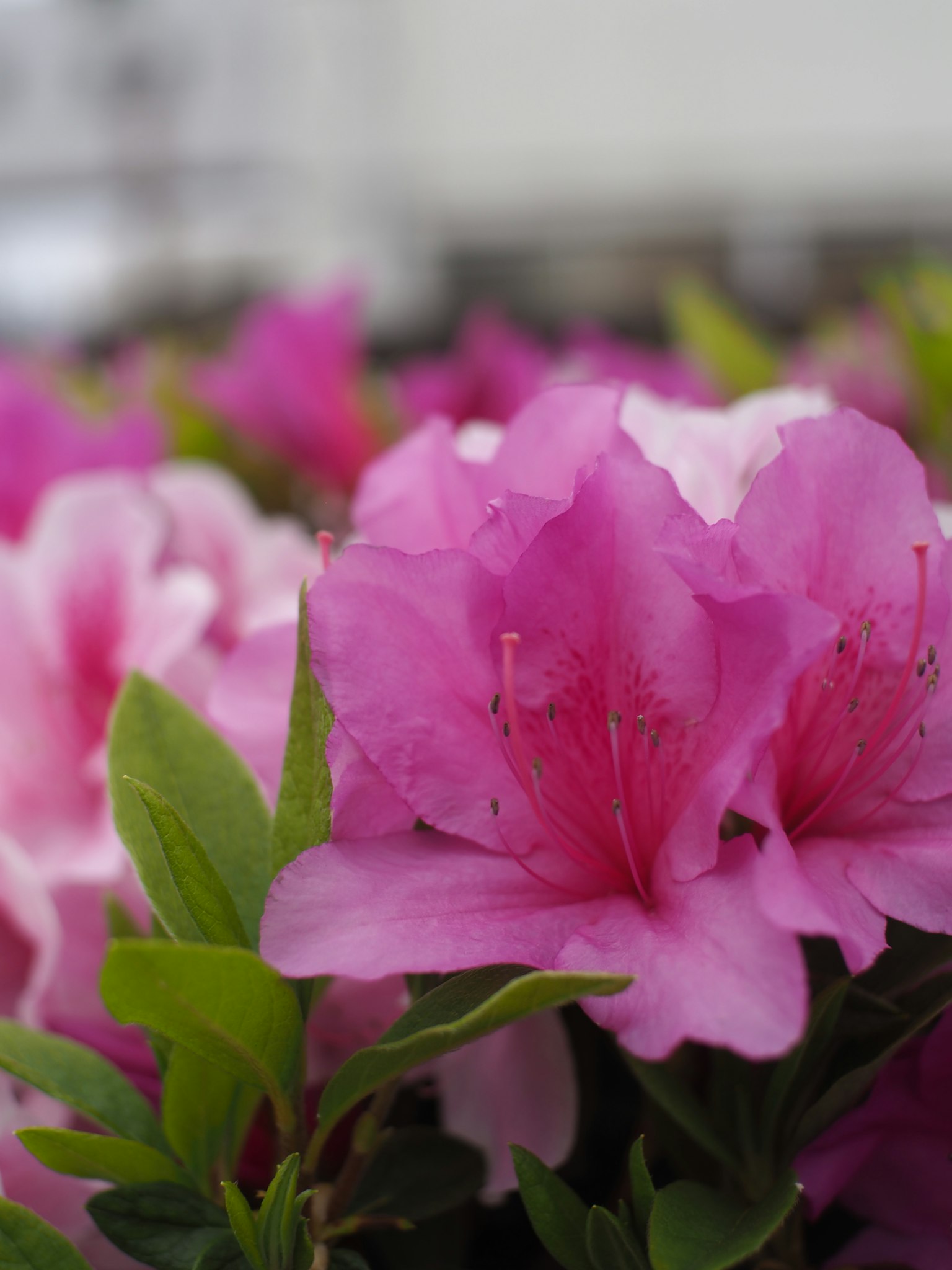 Flores de azalea rosa vibrante en plena floración