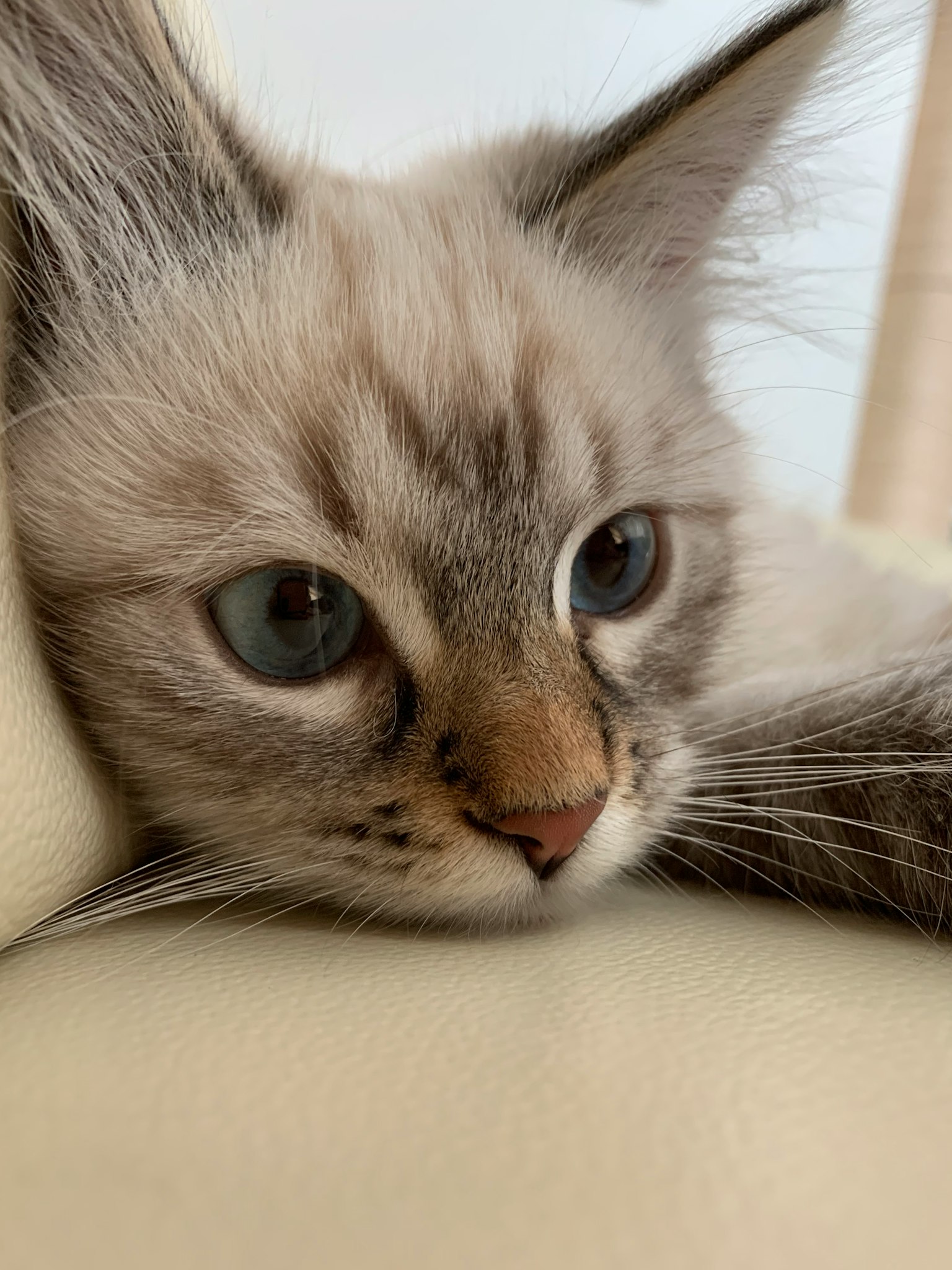 一只白毛蓝眼的猫躺在沙发上