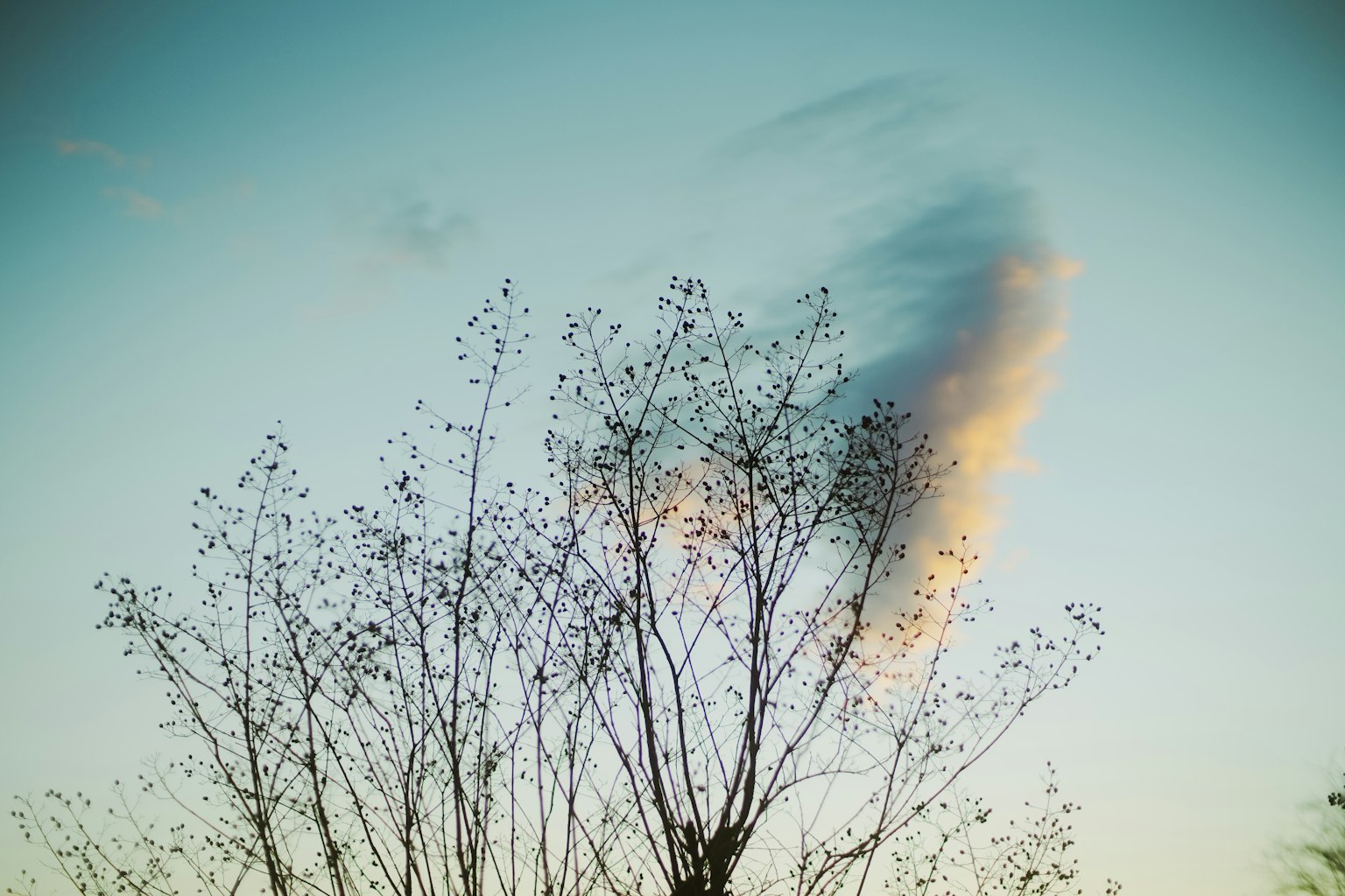 Cây với cành mỏng được tạo hình trên nền trời xanh và mây