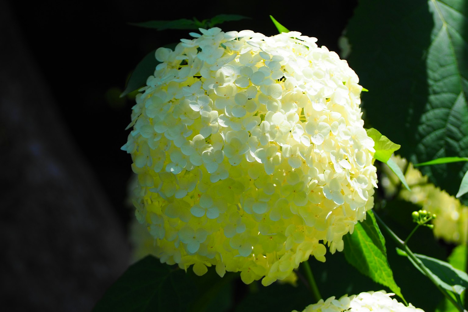 圓形白花簇與綠色葉子