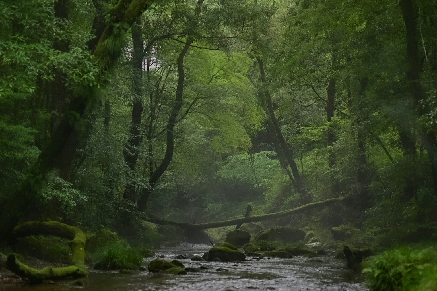 Bosque verde exuberante con un arroyo que fluye