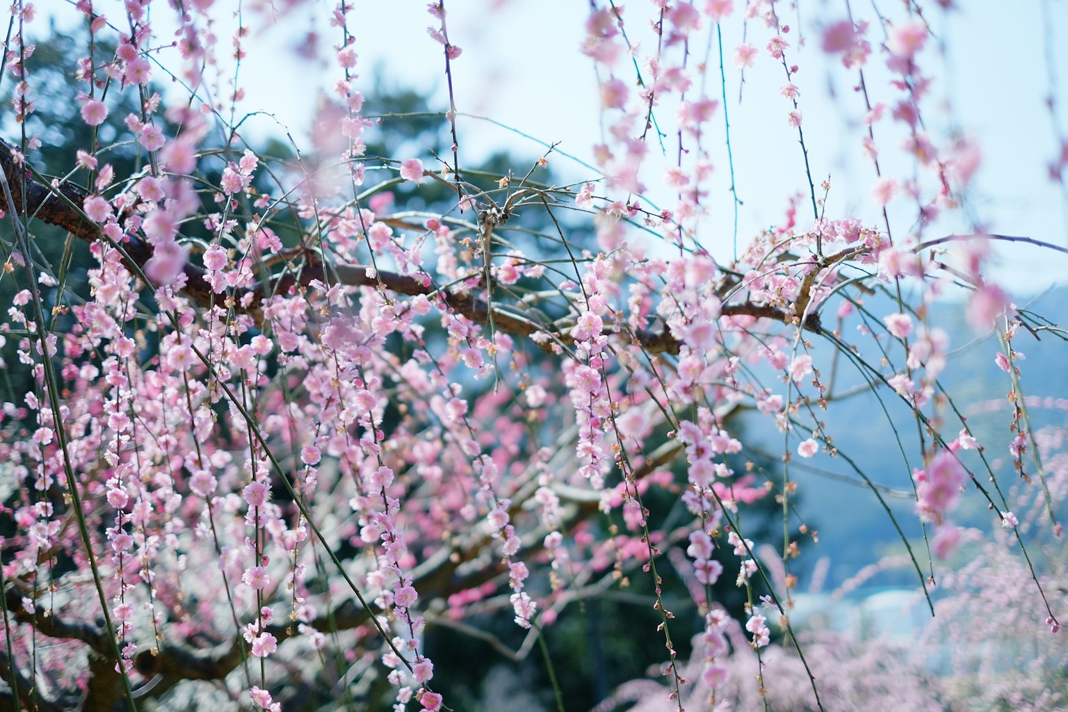 Une branche avec des fleurs roses délicates suspendues
