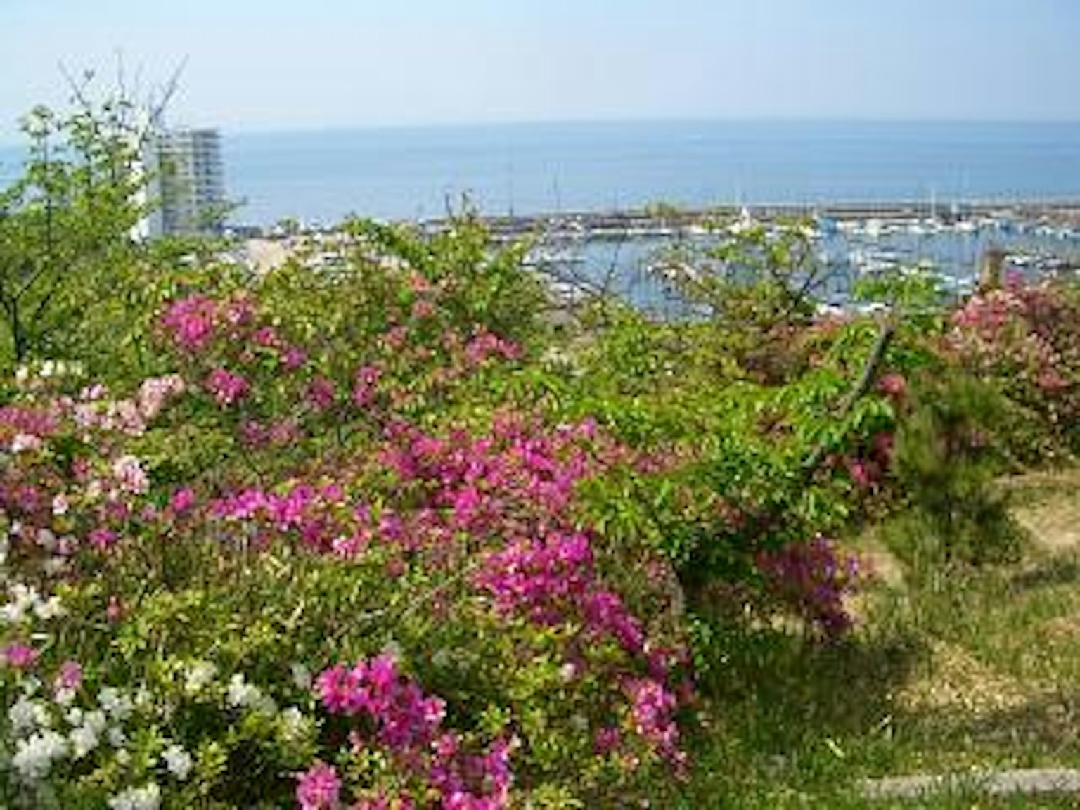 Bunga bougainvillea berwarna-warni dengan latar belakang laut