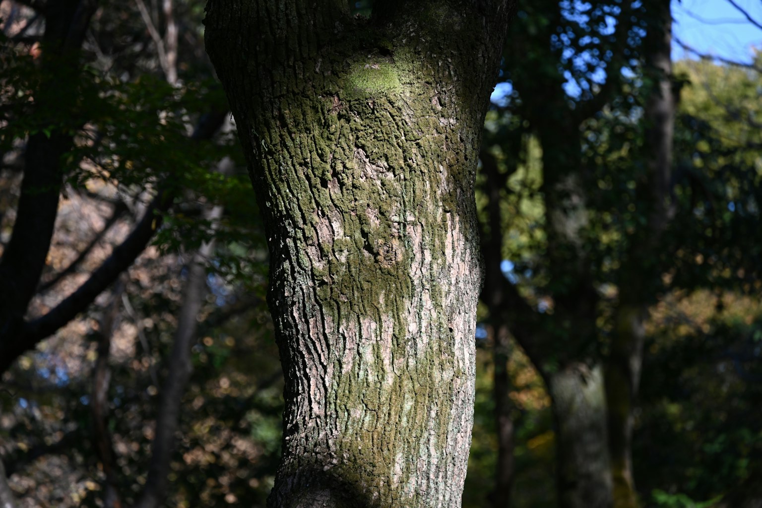 Texture détaillée d'un tronc d'arbre avec des ombres contrastées