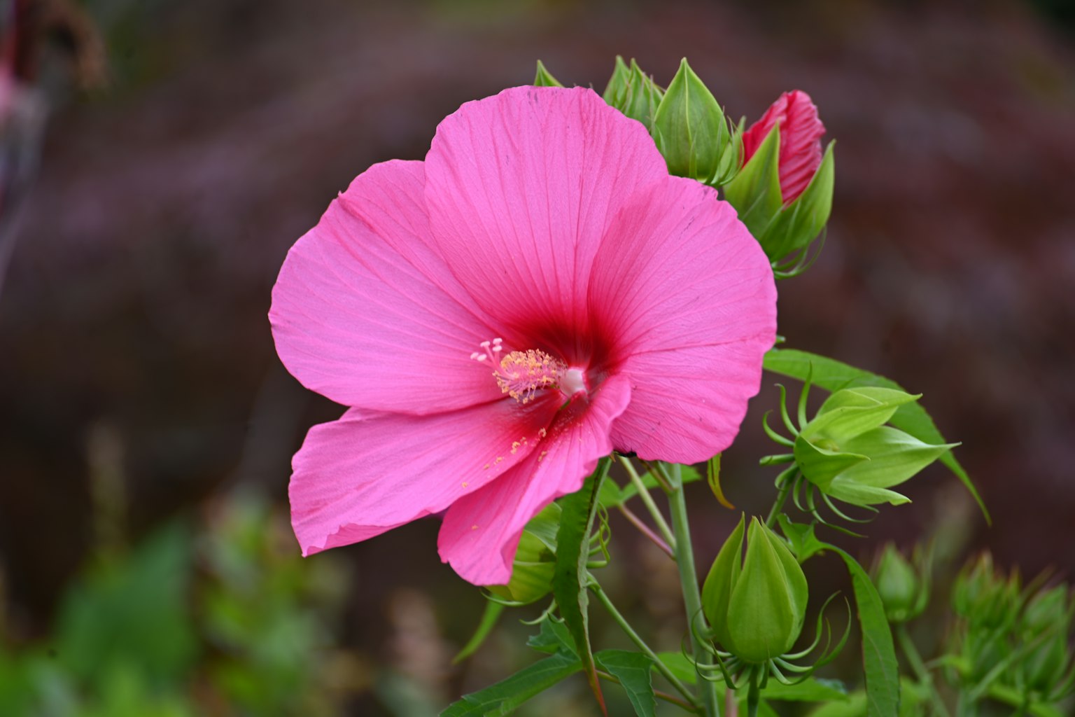 鲜艳的粉色芙蓉花盛开，旁边有绿色花蕾