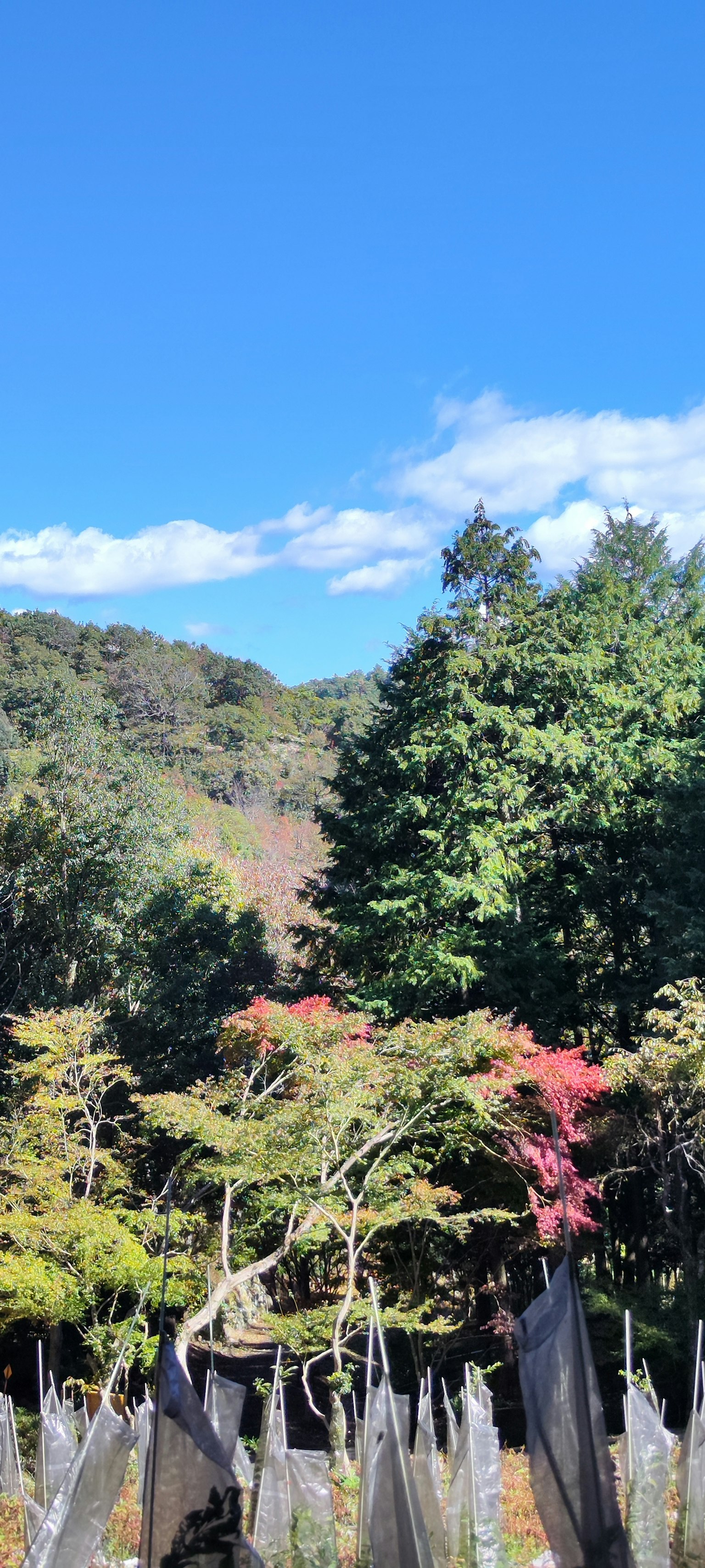 Paisaje con cielo azul y árboles coloridos con follaje de otoño y árboles altos
