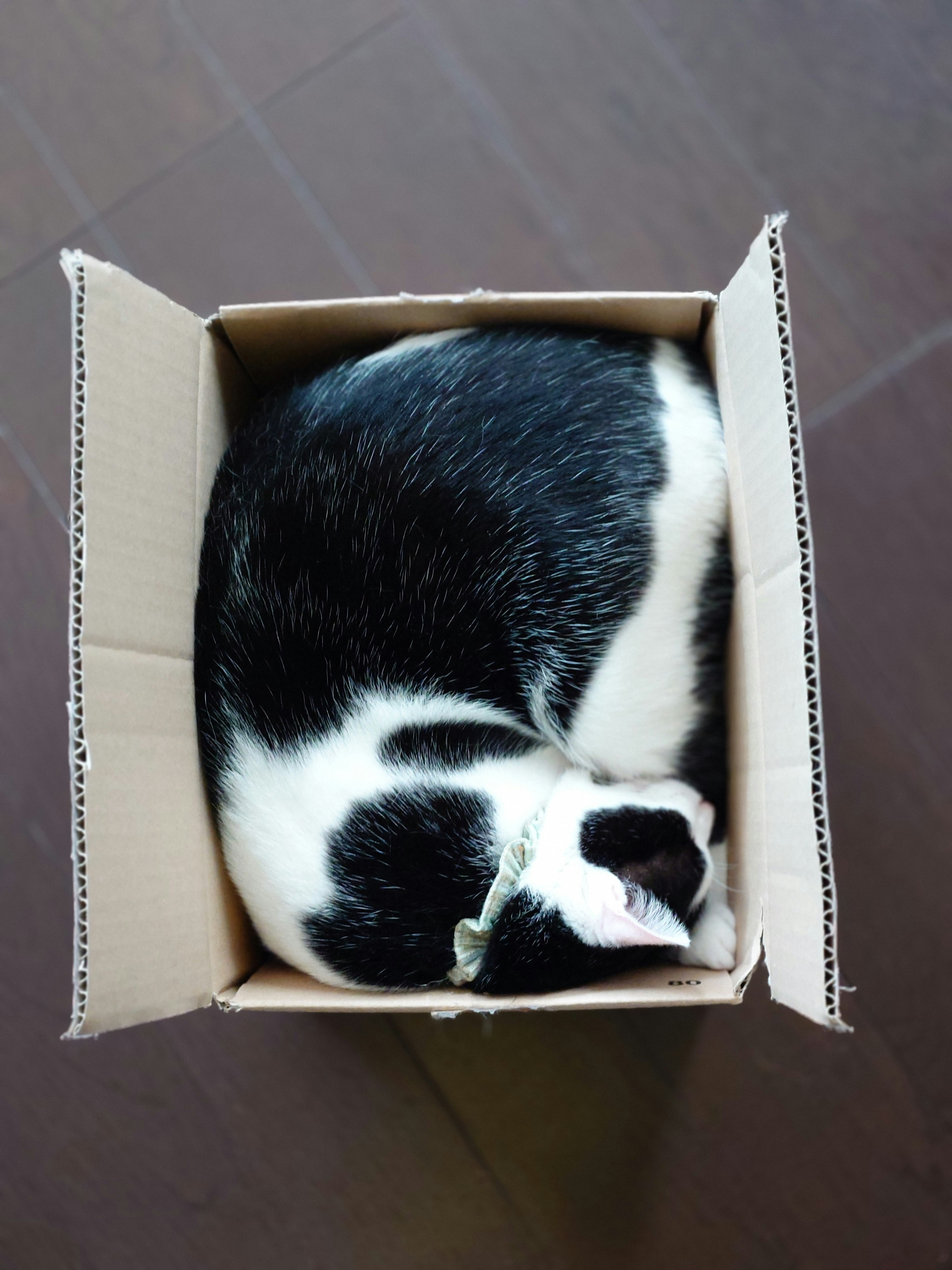 mèo con đen trắng cuộn tròn trong hộp carton