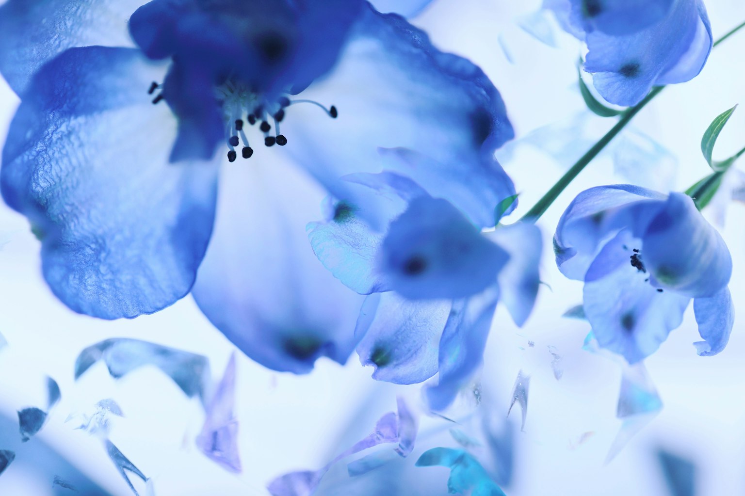 Une image onirique de pétales de fleurs bleues flottants