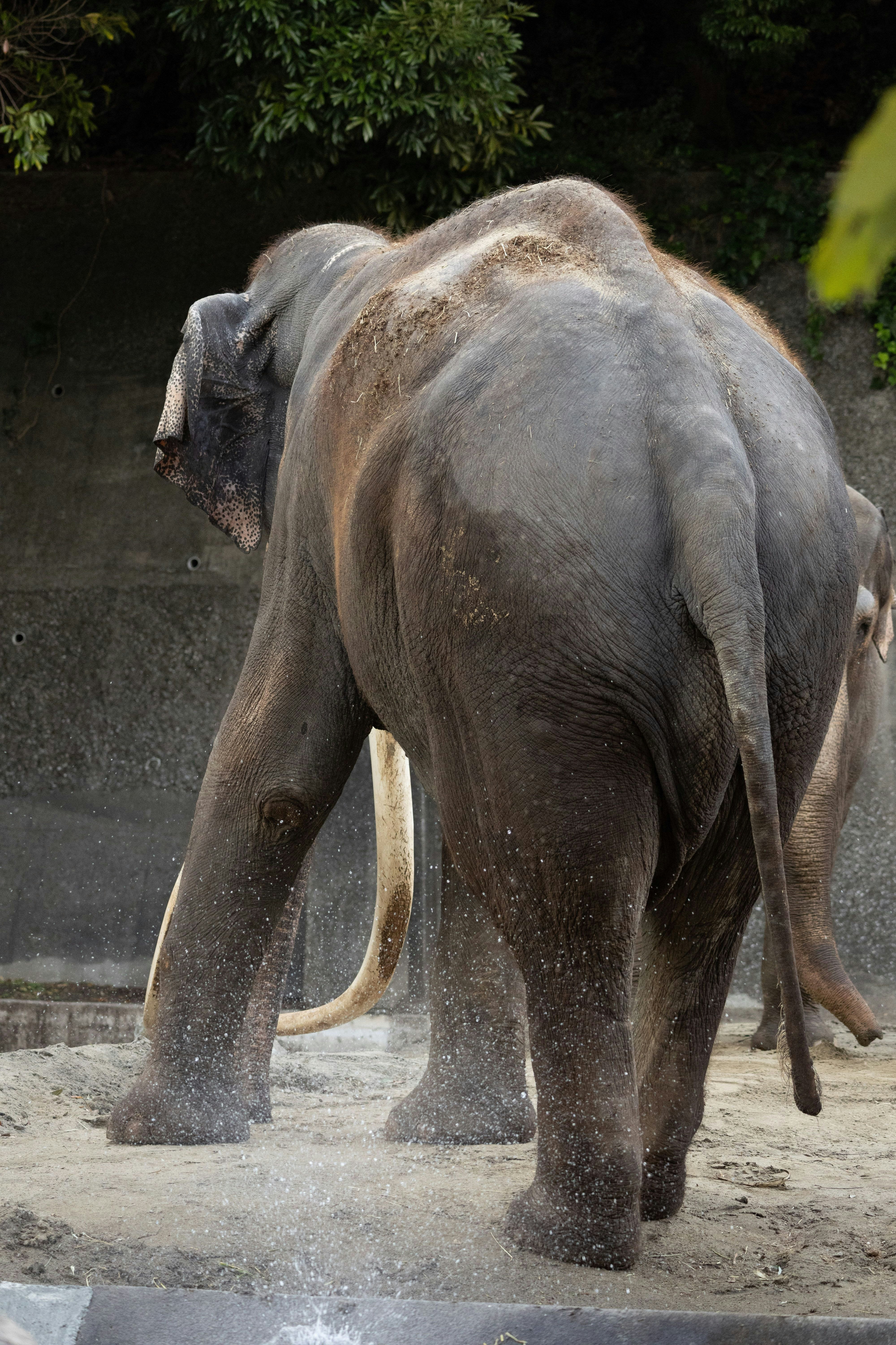 水しぶきを上げて歩くゾウ
