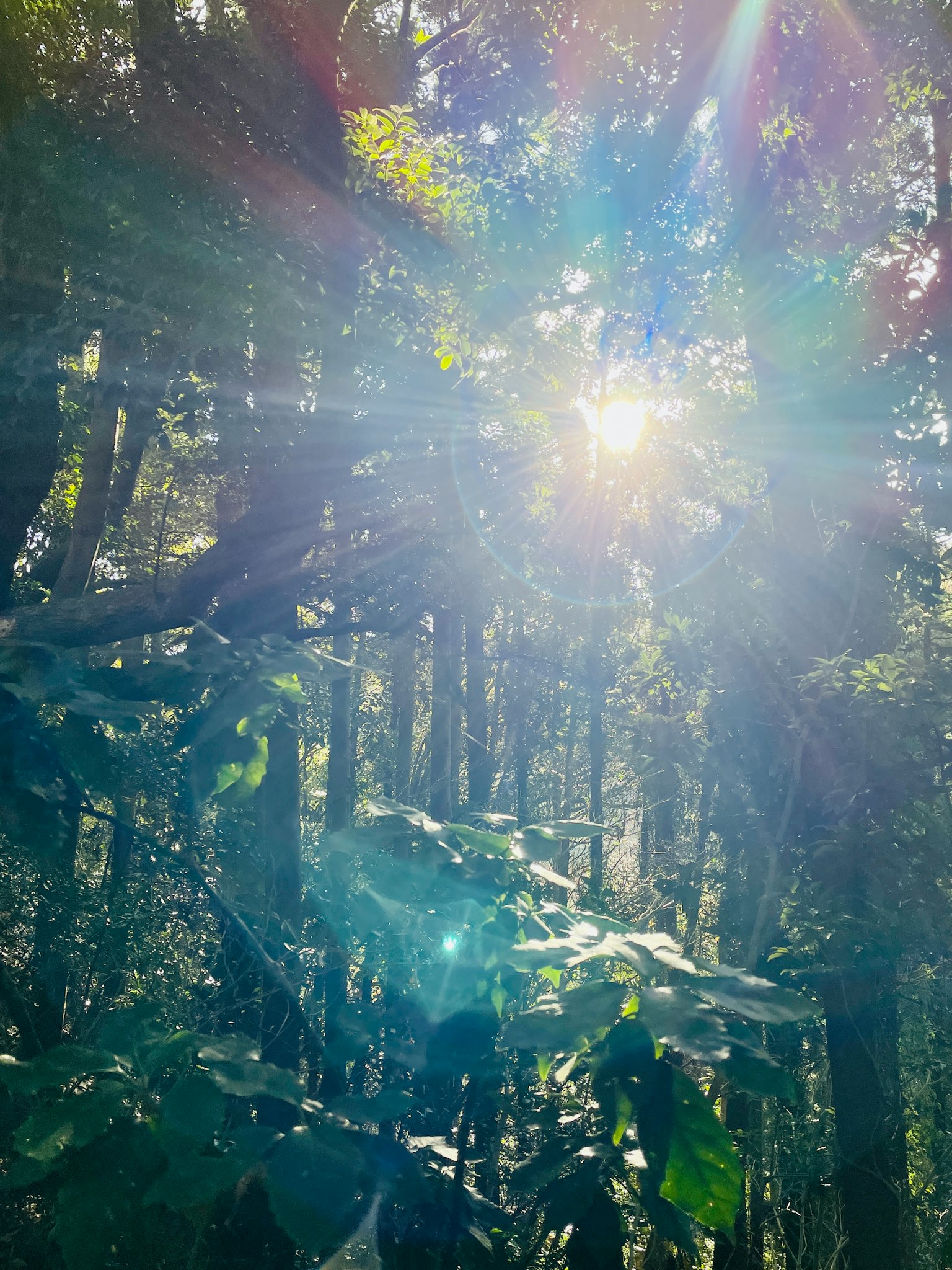 Luz del sol filtrándose a través de los árboles iluminando hojas verdes exuberantes