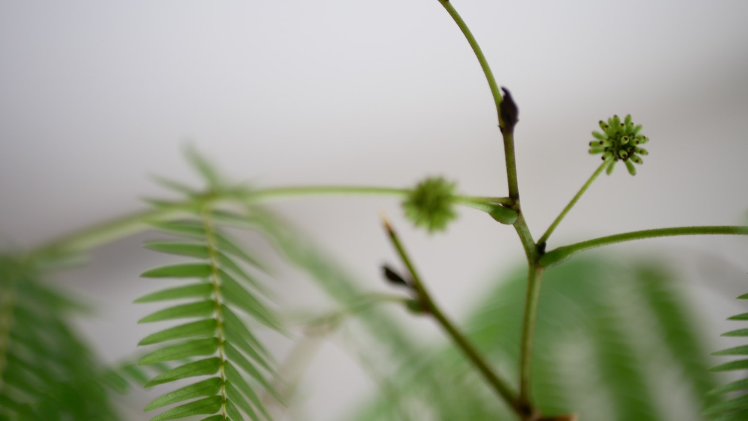 Primo piano di una pianta verde con steli sottili e piccoli boccioli
