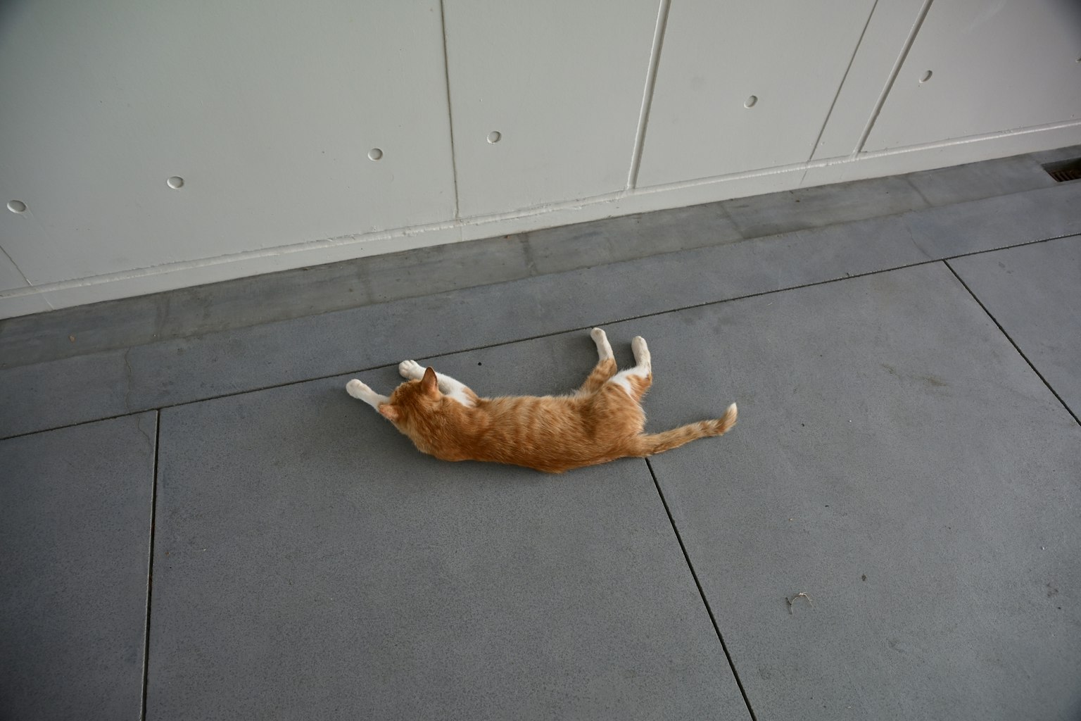 An orange cat lying on a gray floor