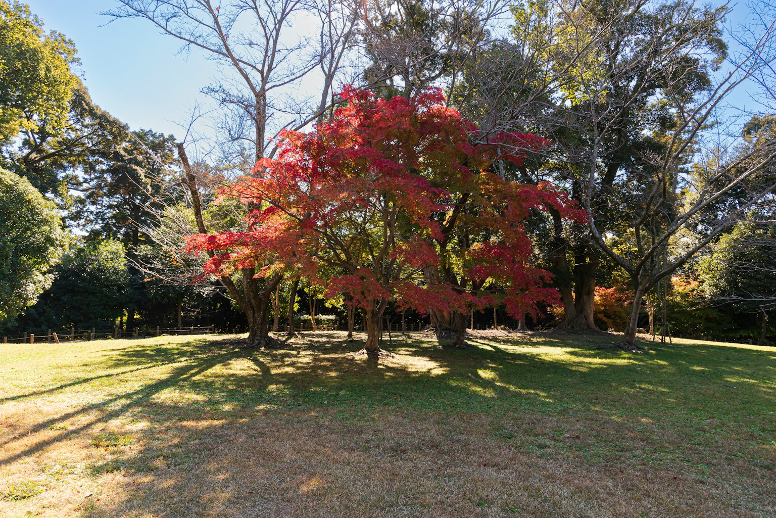 Un árbol de arce rojo vibrante rodeado de follaje de otoño en un parque soleado