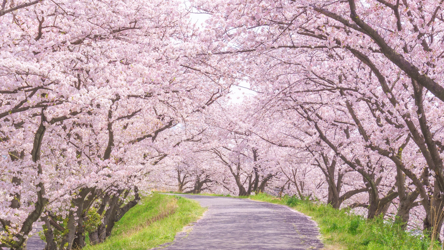 Jalan indah yang dikelilingi pohon sakura