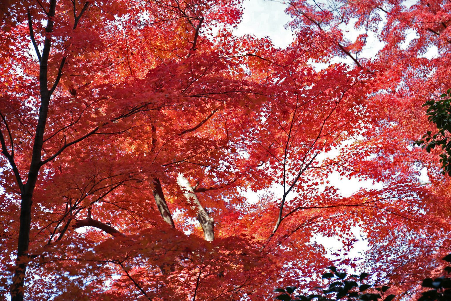 ใบไม้สีแดงสดของต้นไม้ภายใต้ท้องฟ้าฤดูใบไม้ร่วง