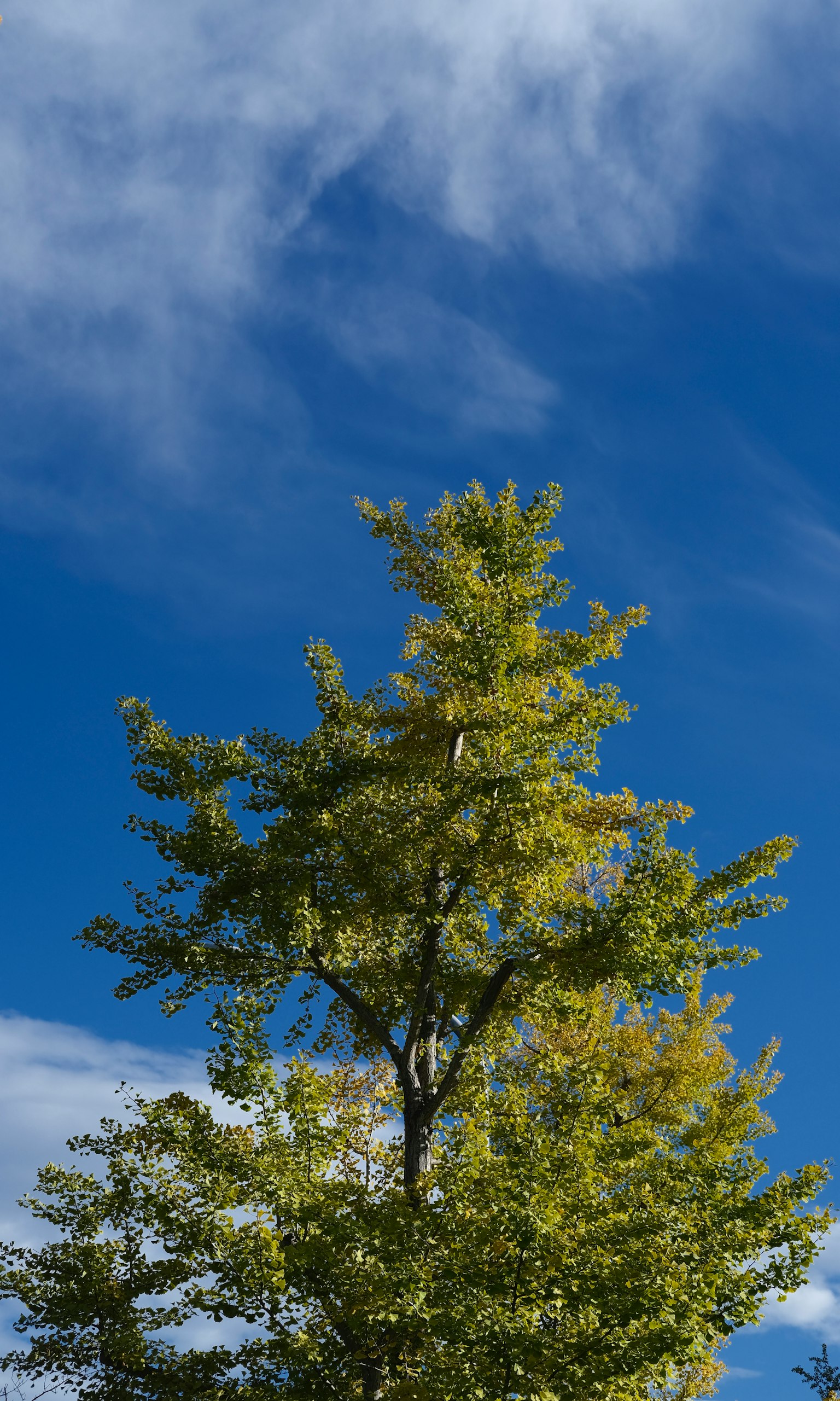 Cima di un albero verde sotto un cielo blu