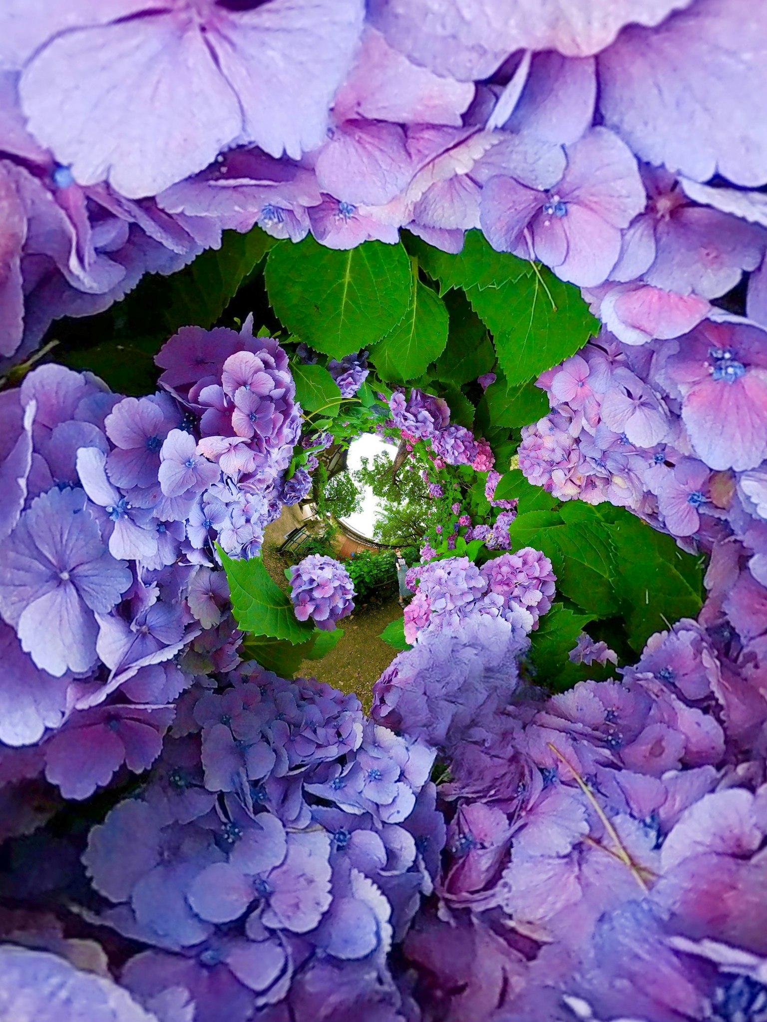 Immagine bellissima di fiori di ortensia viola in vortice