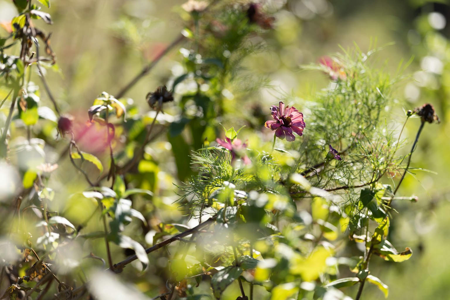 Une scène naturelle vibrante avec des fleurs colorées et des feuilles vertes luxuriantes