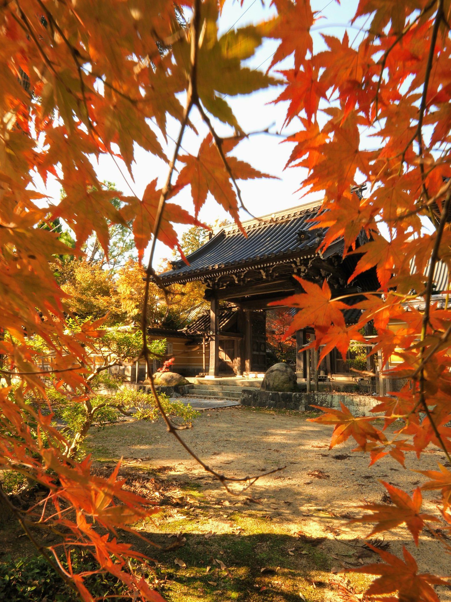 被生機勃勃的秋葉包圍的傳統日本寺廟