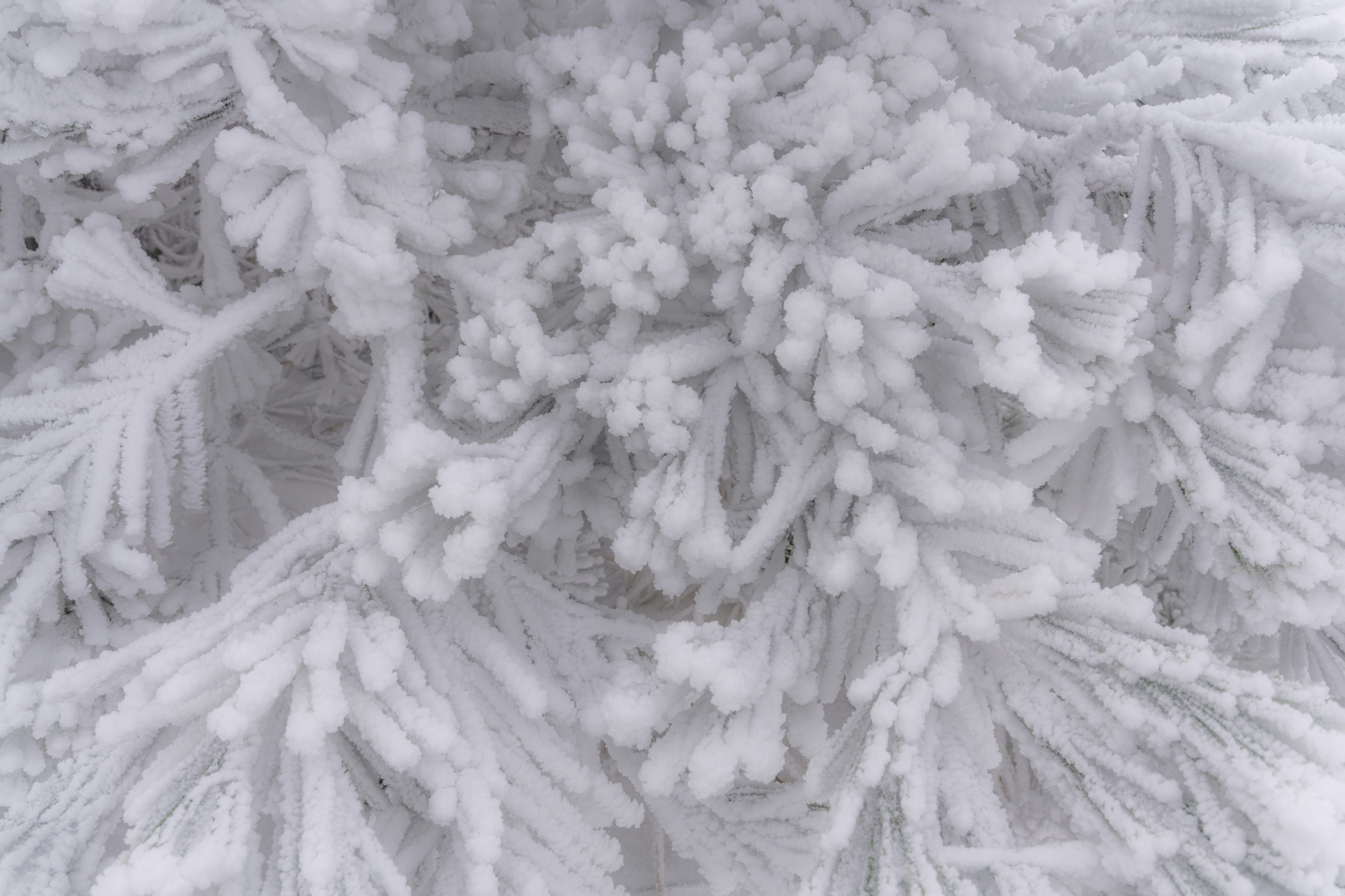 primer plano de cristales de escarcha sobre ramas cubiertas de nieve