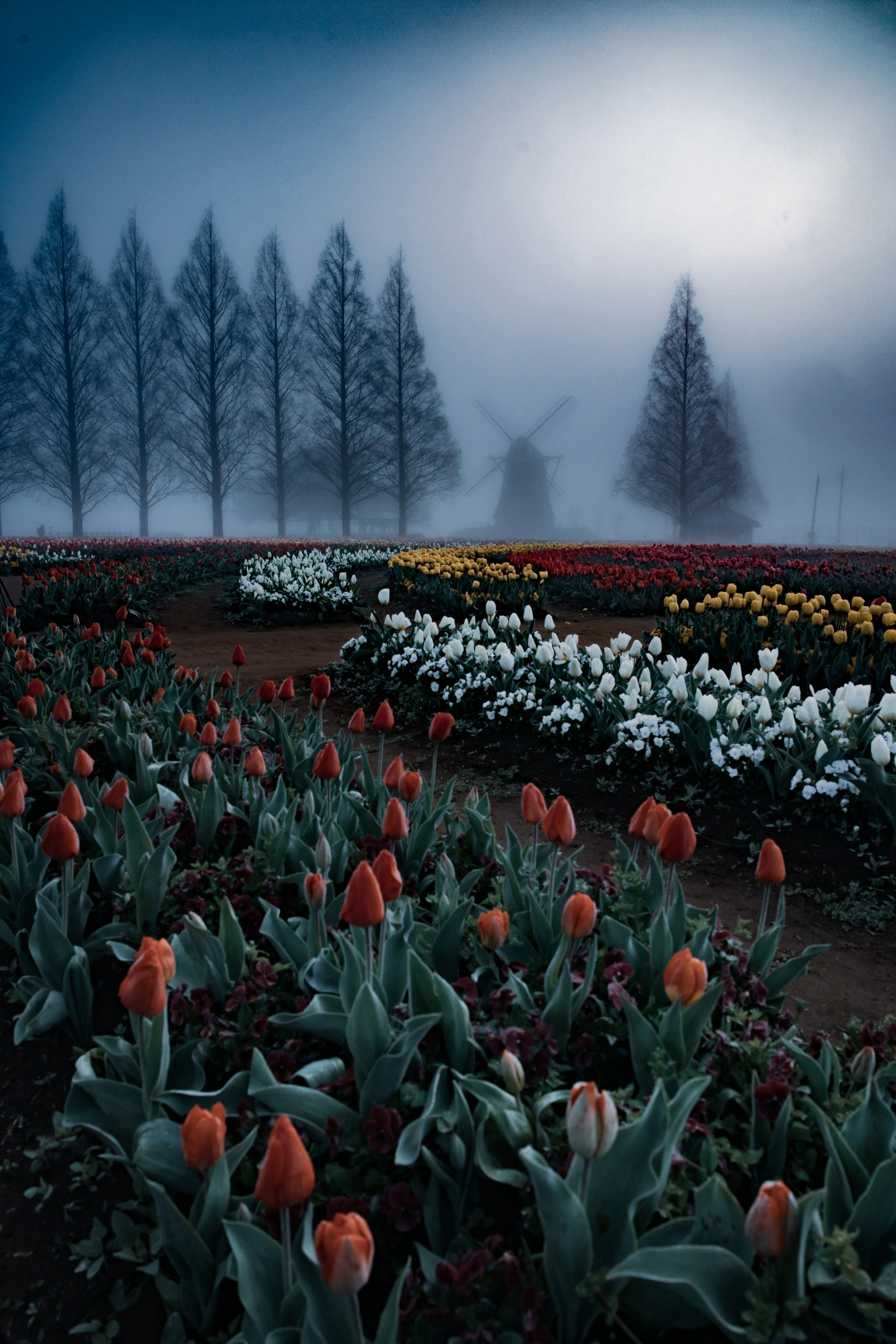 Cánh đồng hoa tulip với cối xay gió trong không khí sương mù