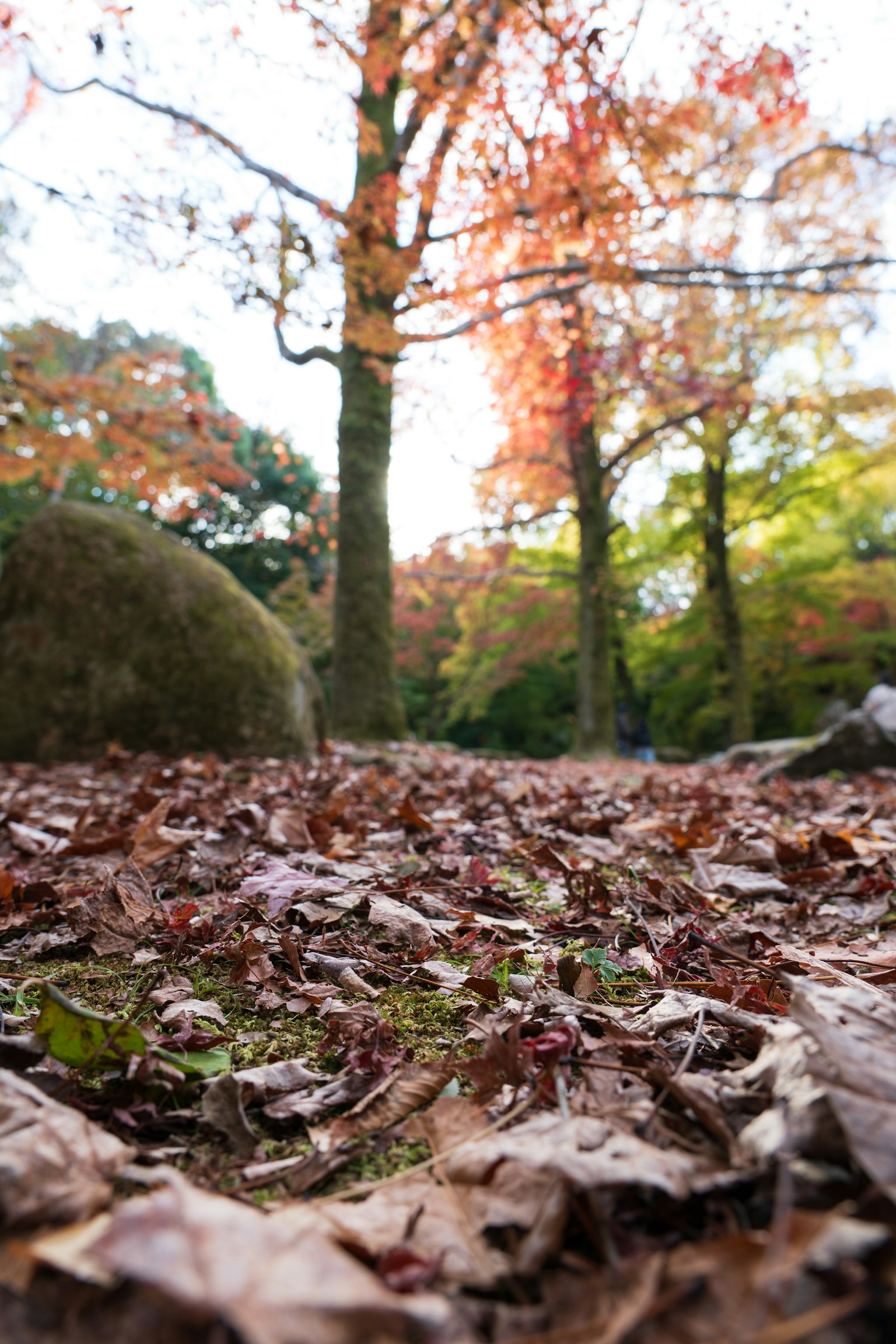Sol recouvert de feuilles d'automne et arbres colorés dans une forêt