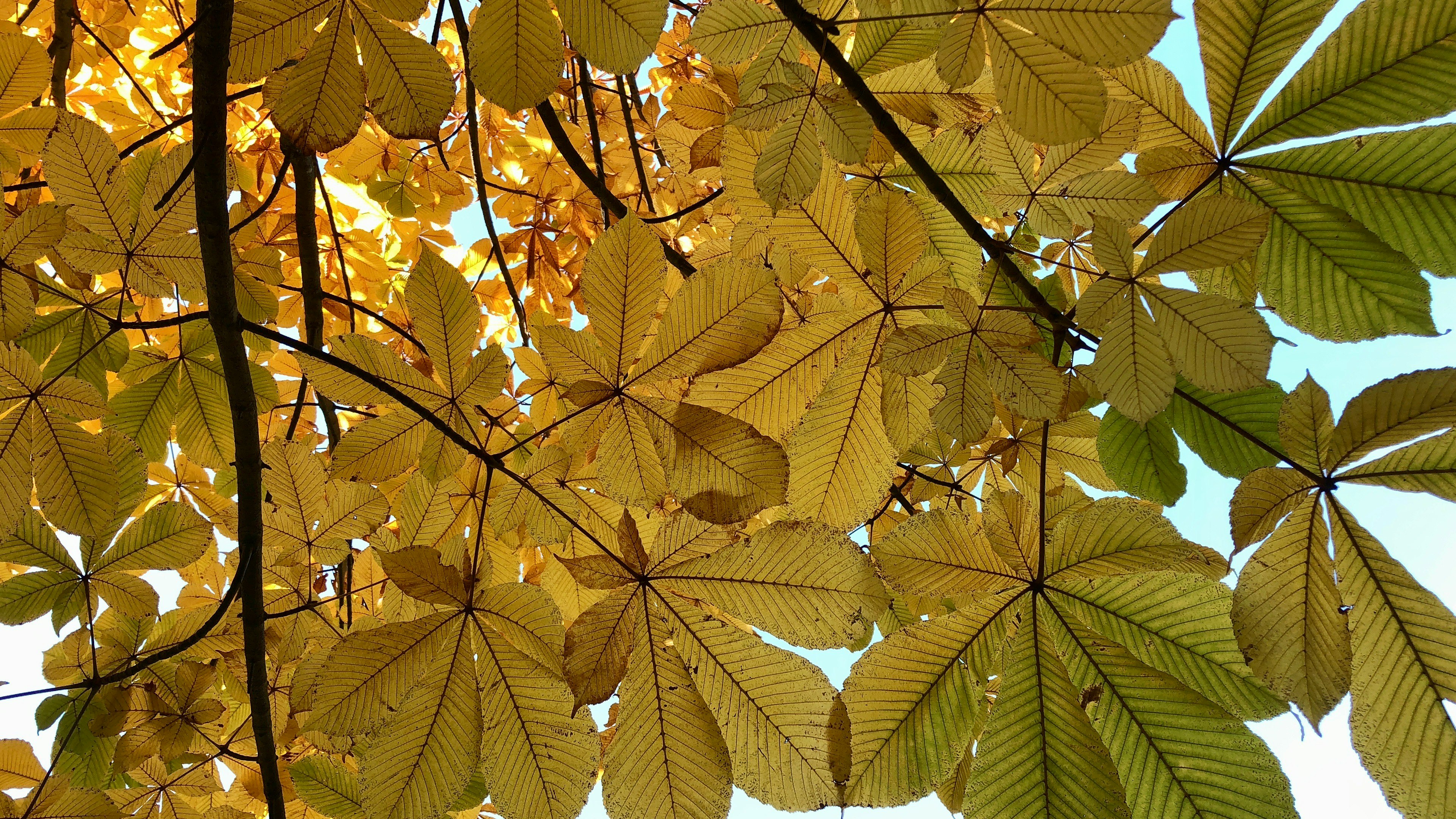 葉脈とグラデーションの紅葉