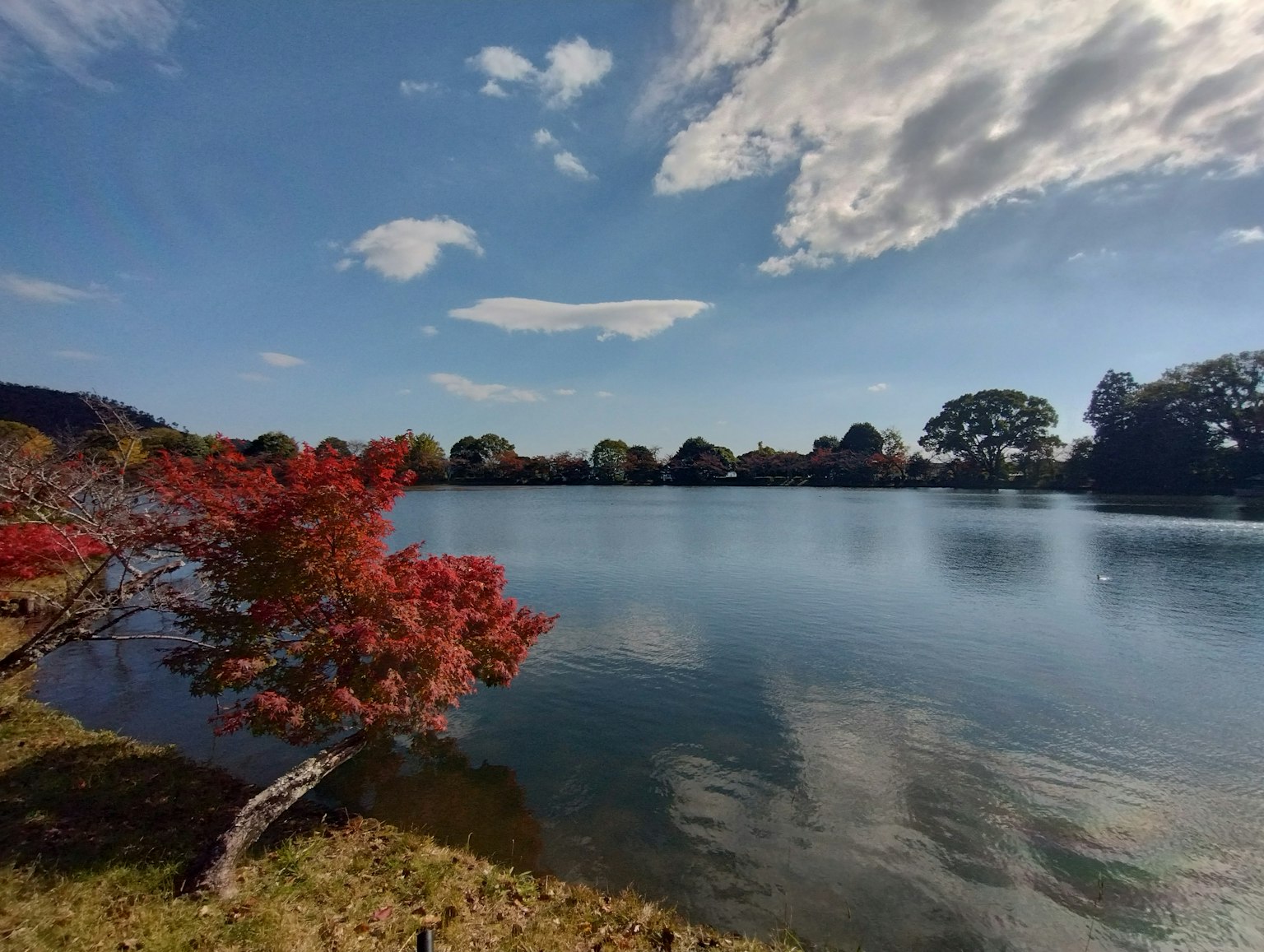 湖邊紅葉樹和藍天的風景
