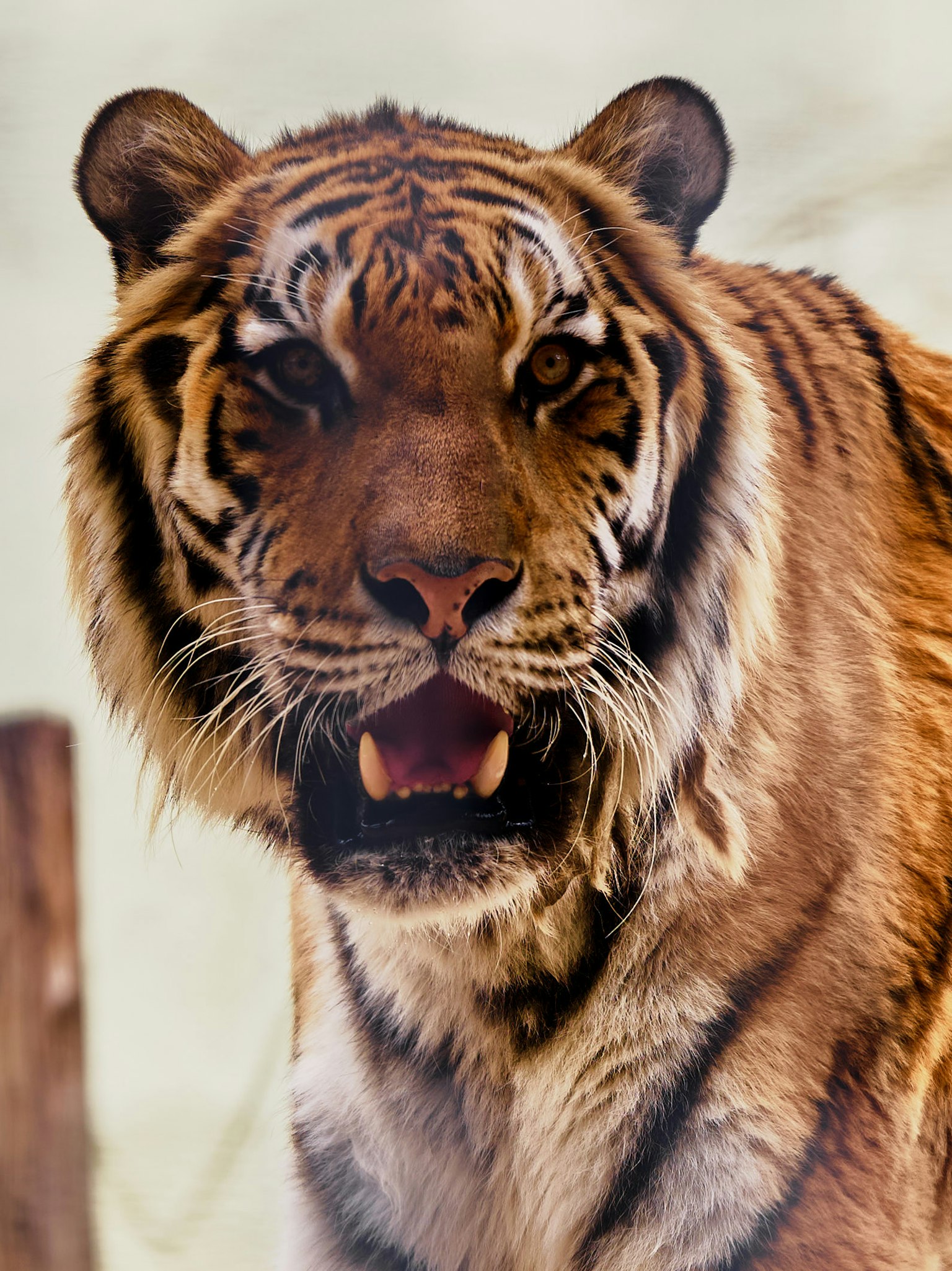 Primo piano del volto di una tigre con pelo striato luminoso e occhi acuti