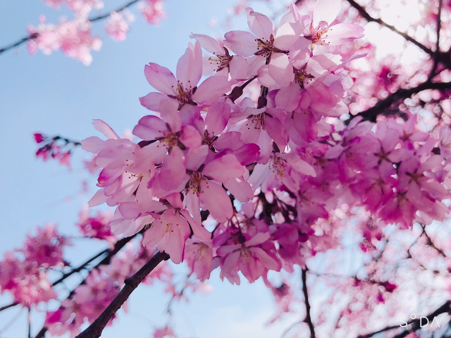 Primo piano di rami di ciliegio in fiore con fiori rosa contro un cielo blu
