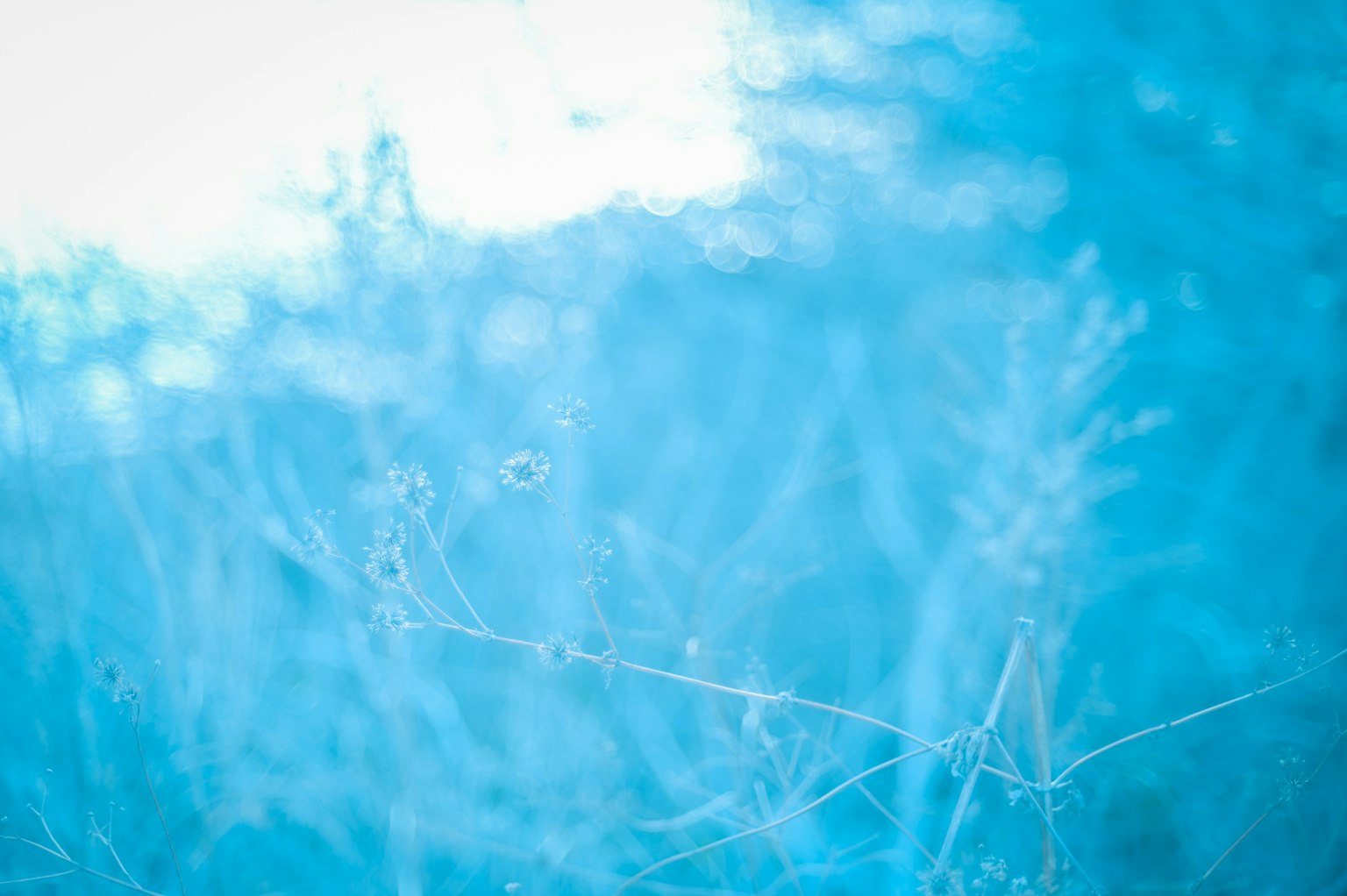 Silhouette sfocate di piante su sfondo blu