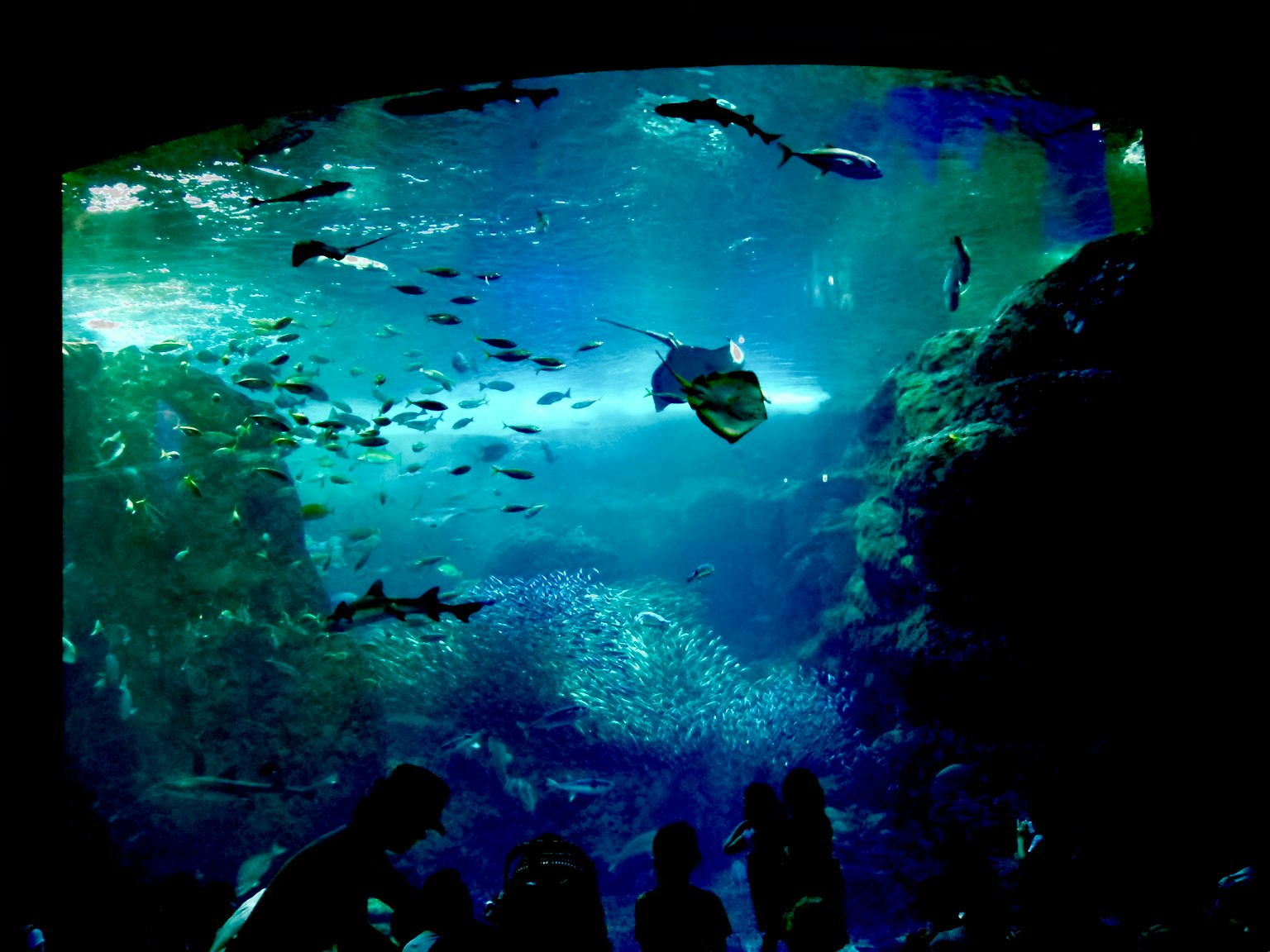 Escena de acuario con peces nadando y una raya en agua azul