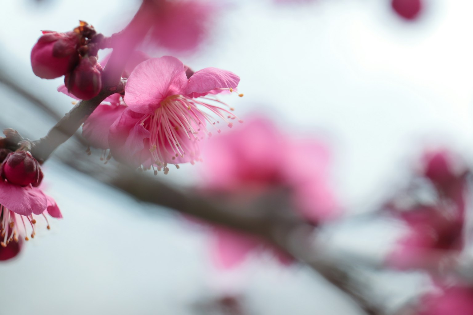 梅樹枝的特寫,開著柔和的粉紅色花朵