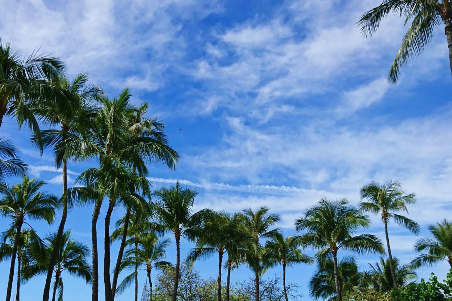 Palmeras en silueta contra un cielo azul con nubes