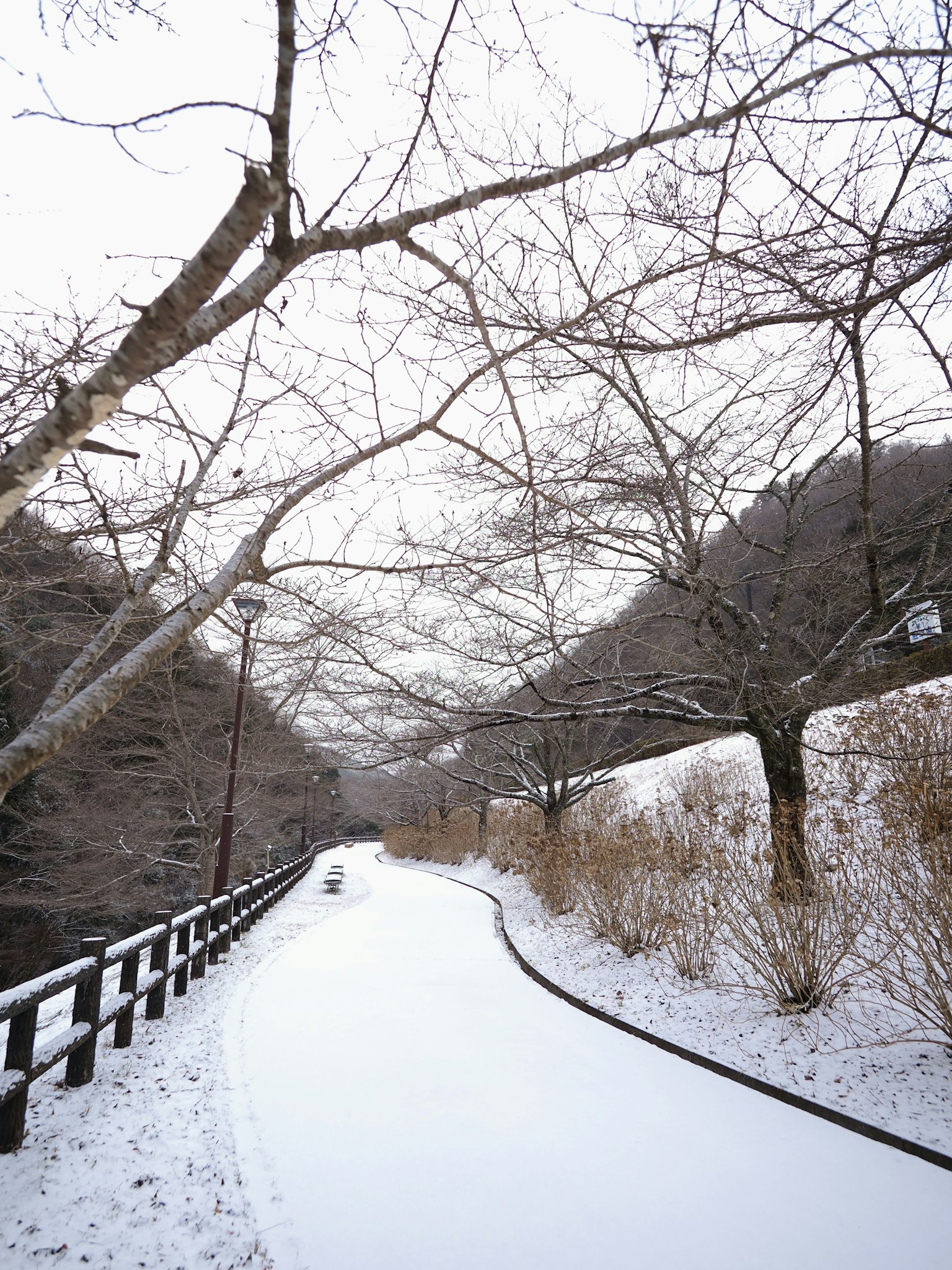 被雪覆蓋的小路和光禿禿的樹木勾勒出冬季風景