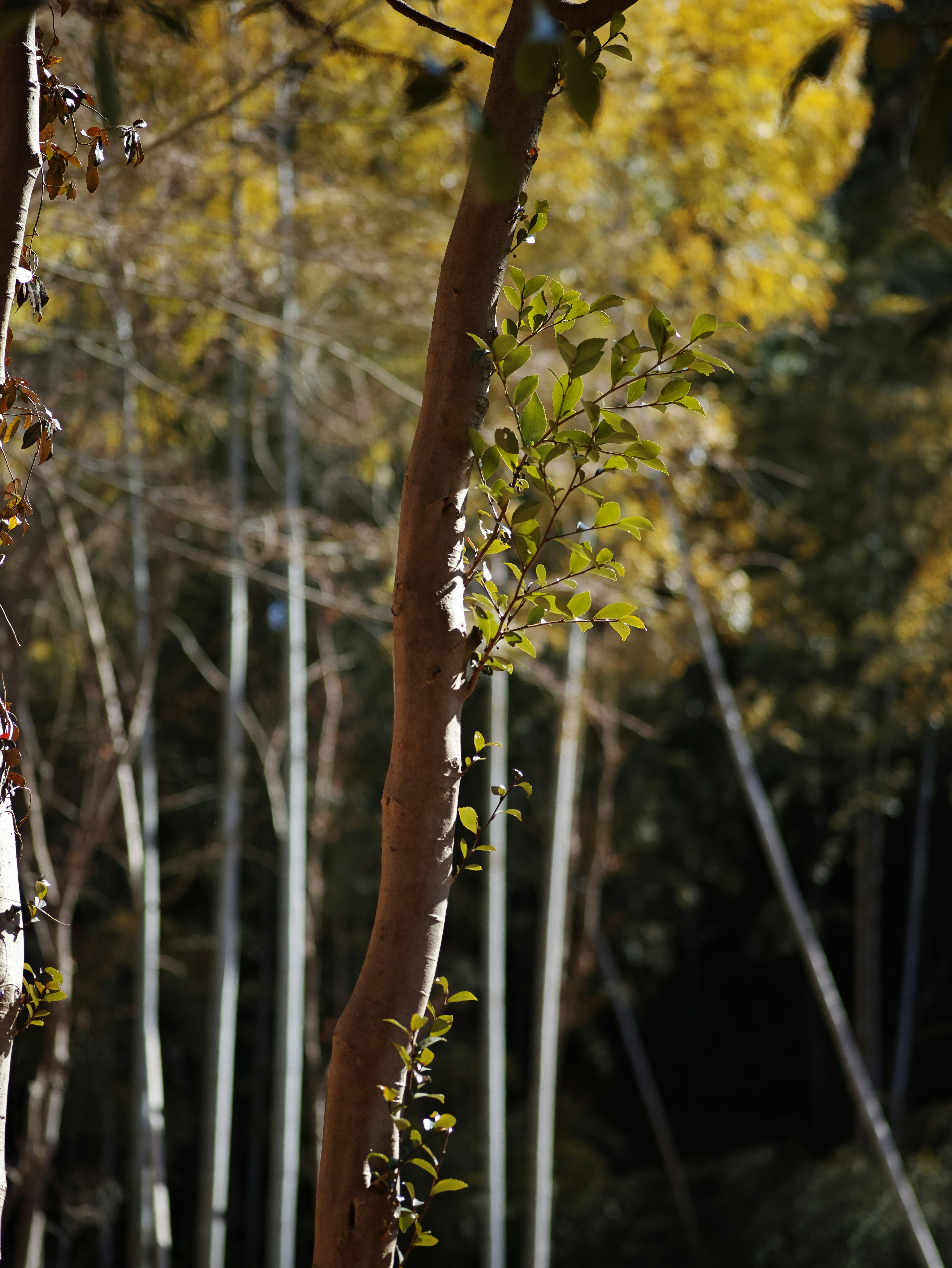 秋の森で木の幹に絡む新芽と葉のある風景