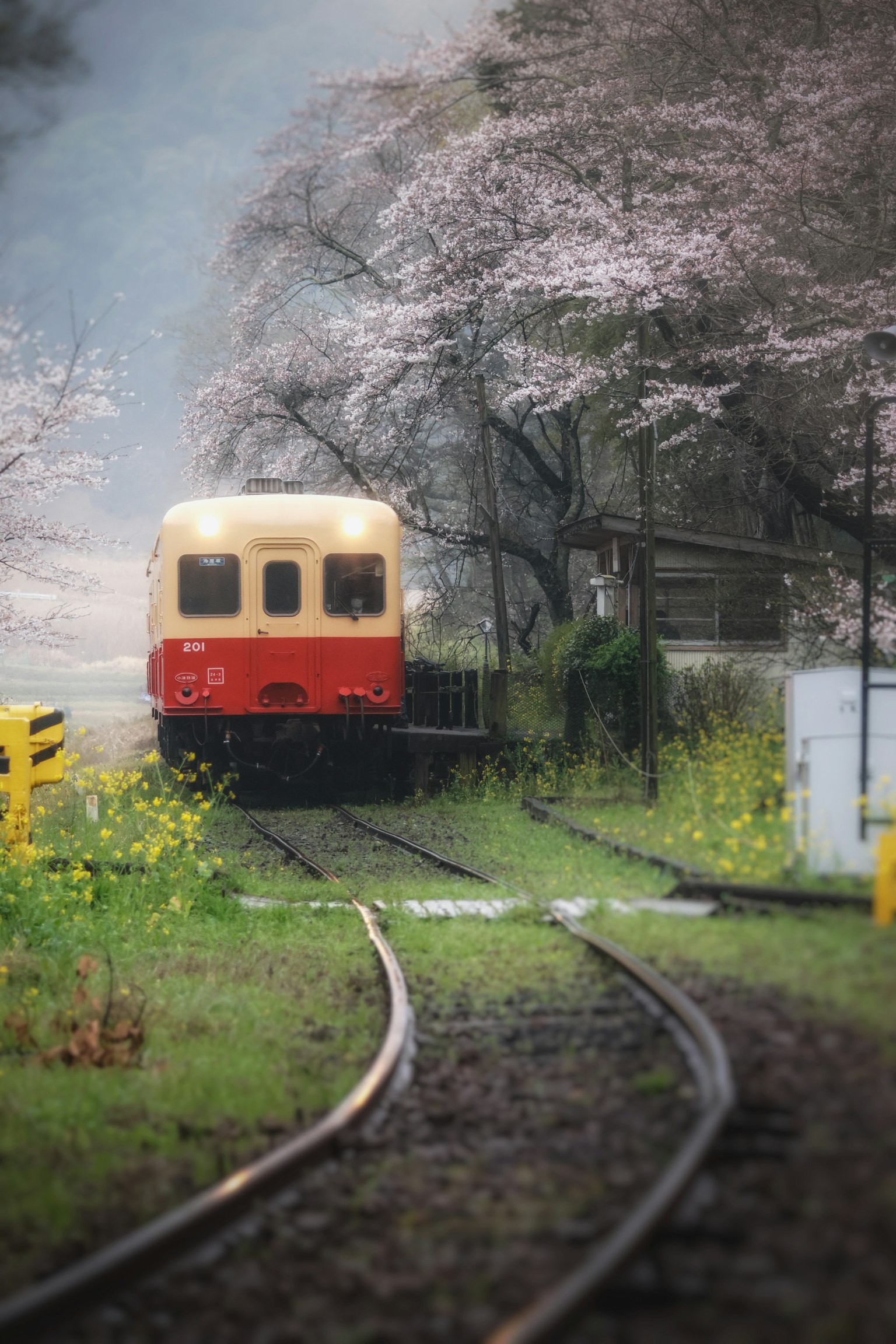 Sebuah kereta kecil dikelilingi oleh pohon sakura yang bergerak di sepanjang rel