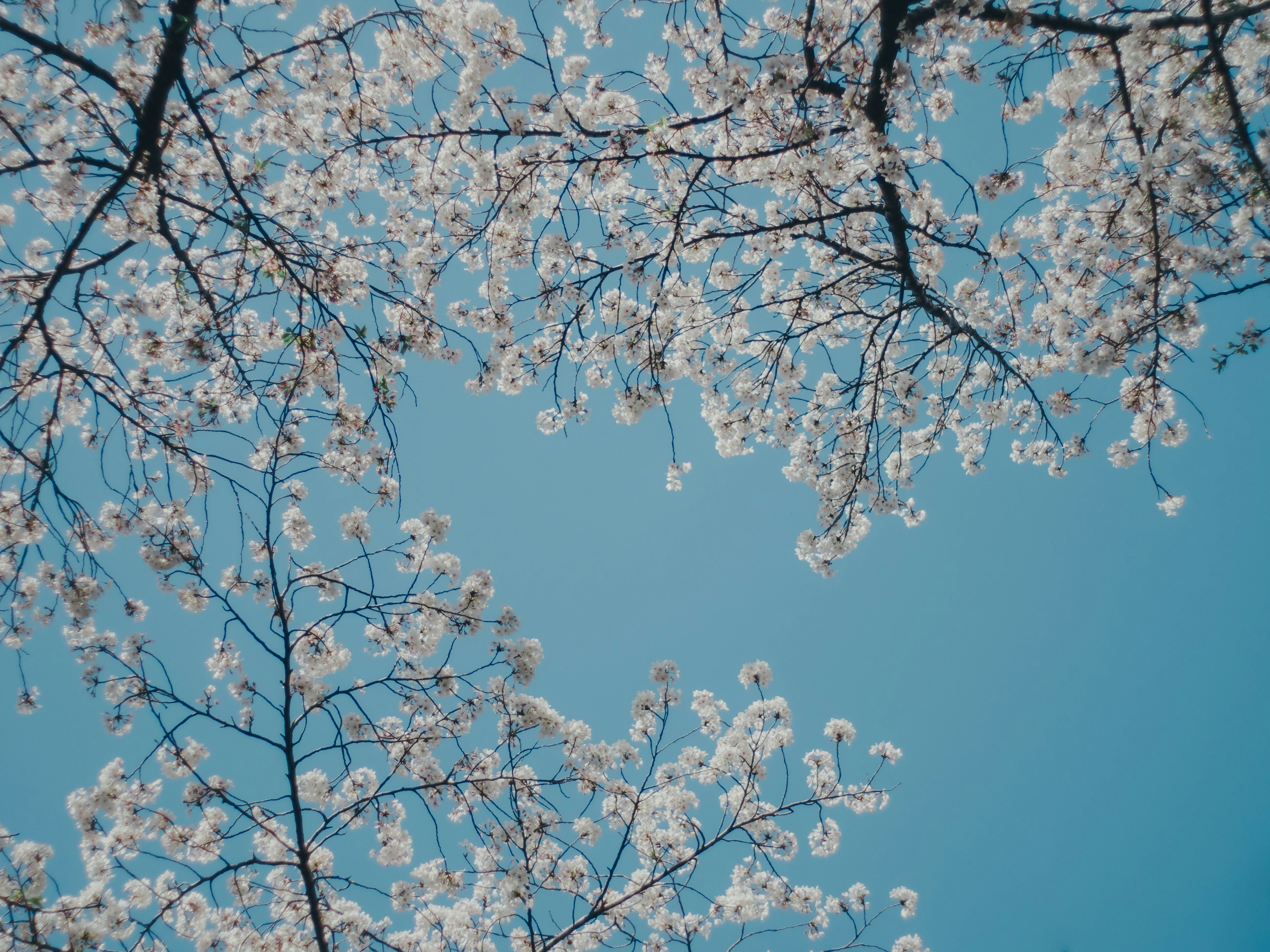 青空に咲く桜の枝