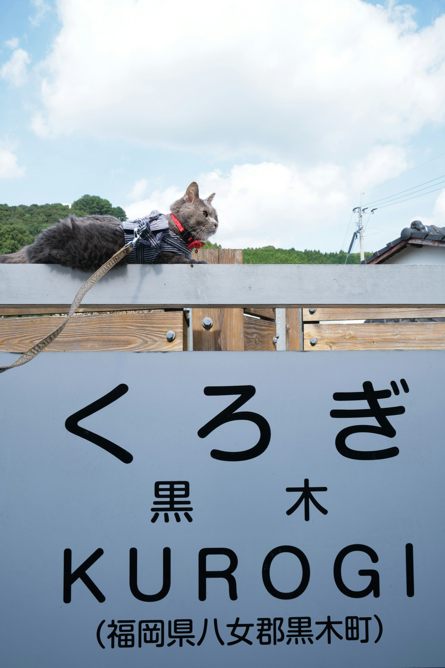 Un chat assis sur un panneau avec le nom Kurogi